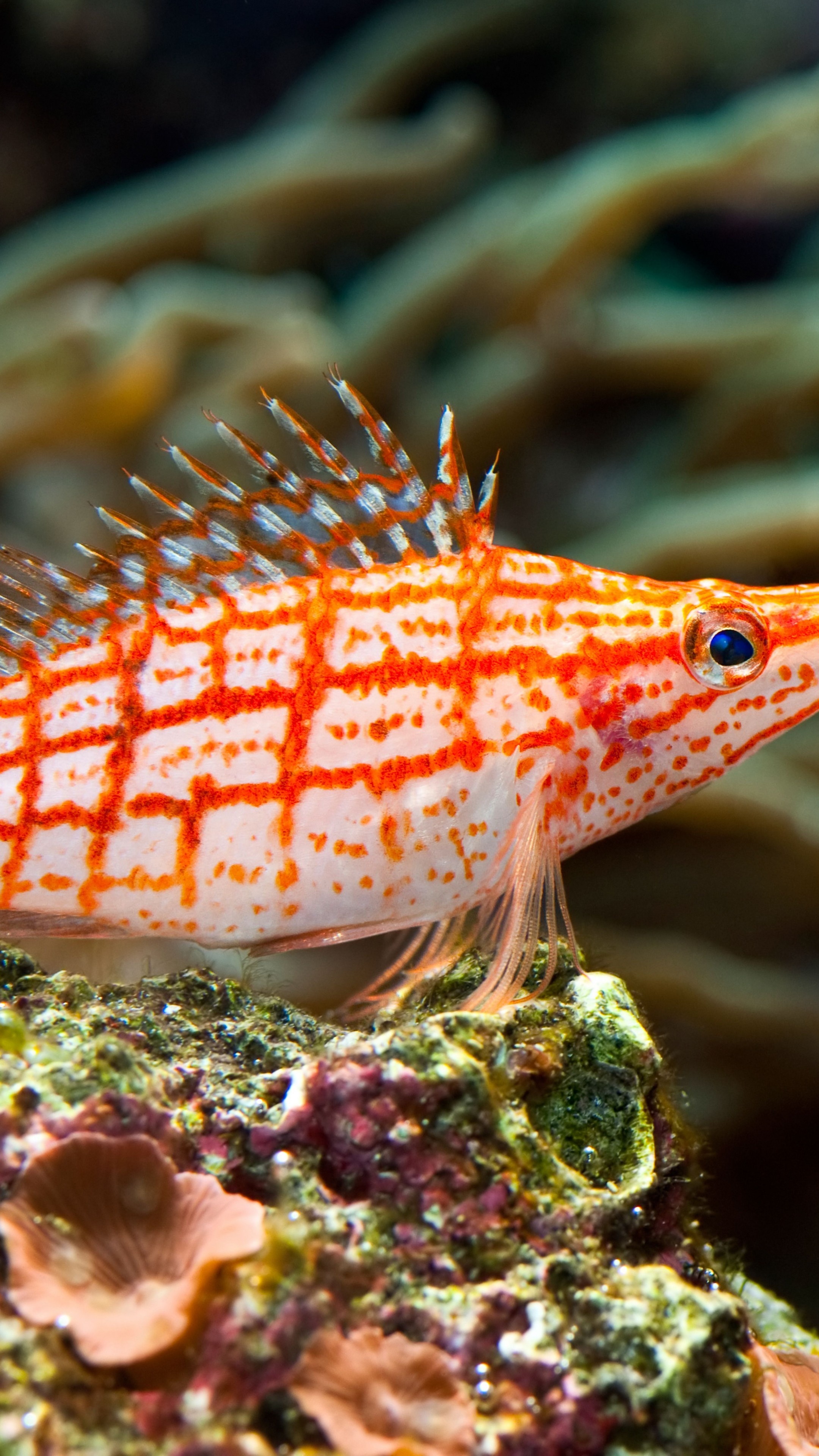 Longnose Hawkfish, Aquarium Wallpaper, 2160x3840 4K Phone