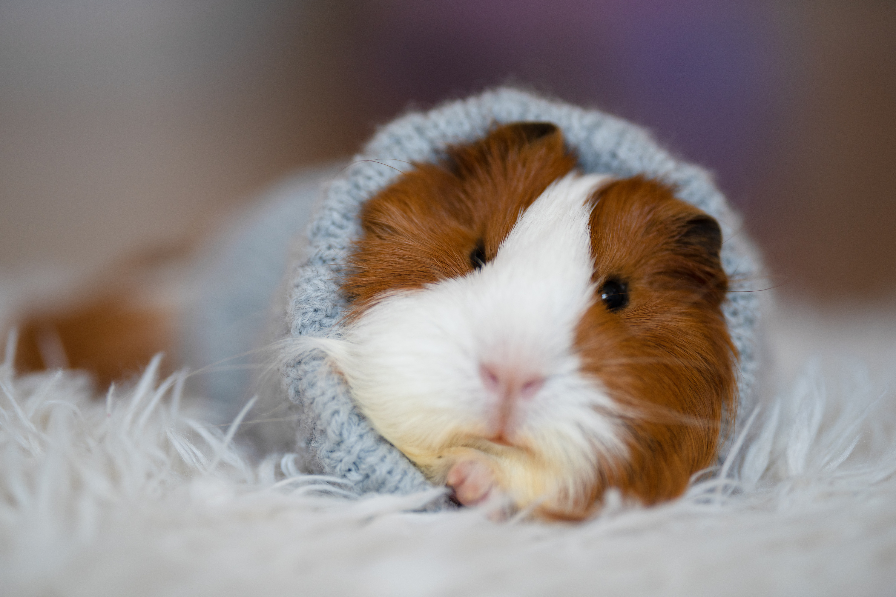 Guinea Pig, Entertaining podcasts, For piggy lovers, Enjoyable piggy talk, 3000x2000 HD Desktop