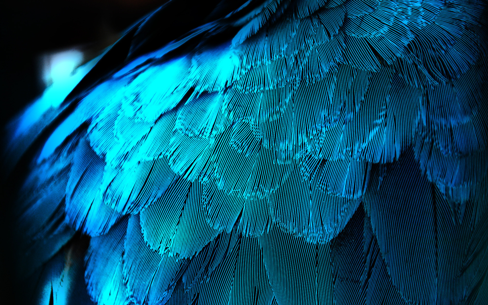 Photography feather, HD wallpaper, Artistic background, 1920x1200 HD Desktop