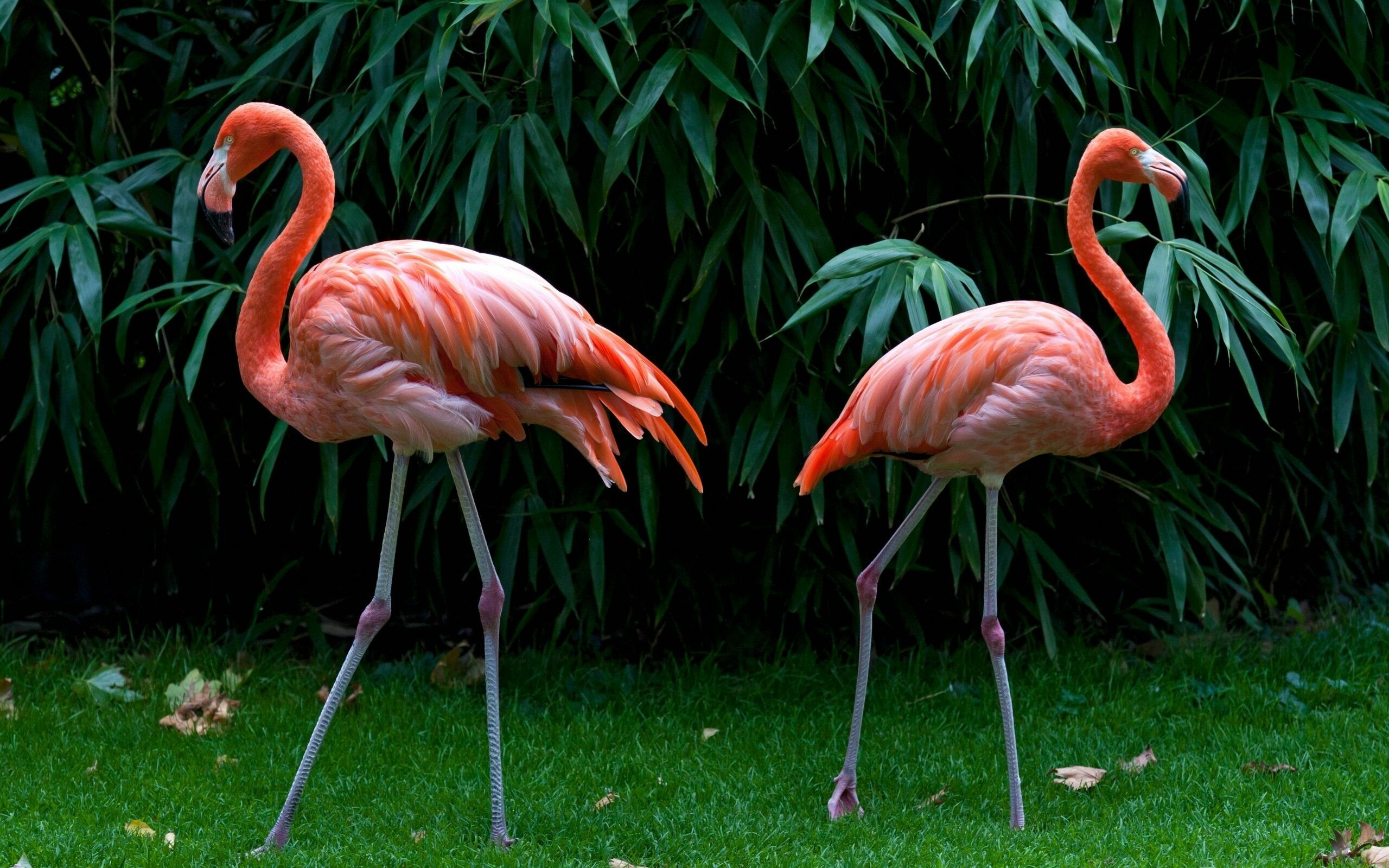 Flamingo wallpapers, Pink flamingos, Birds in nature, Delicate beauty, 2560x1600 HD Desktop