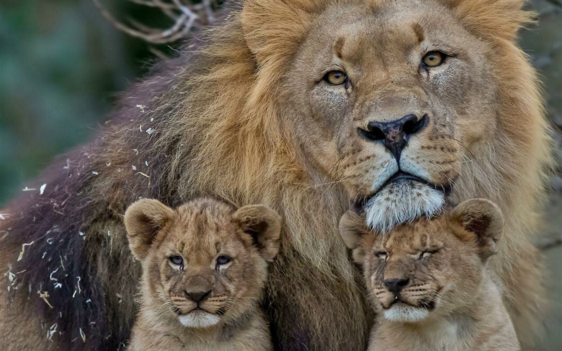 Lions, Family Wallpaper, 1920x1200 HD Desktop