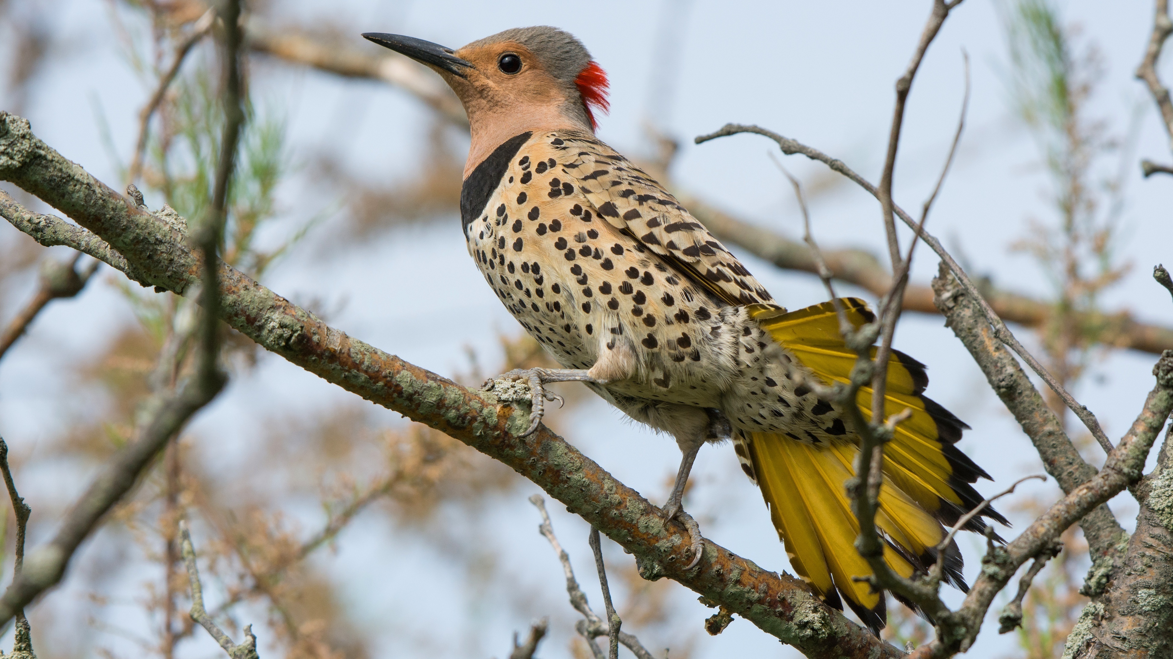 Northern flicker, Woodpecker Wallpaper, 3840x2160 4K Desktop