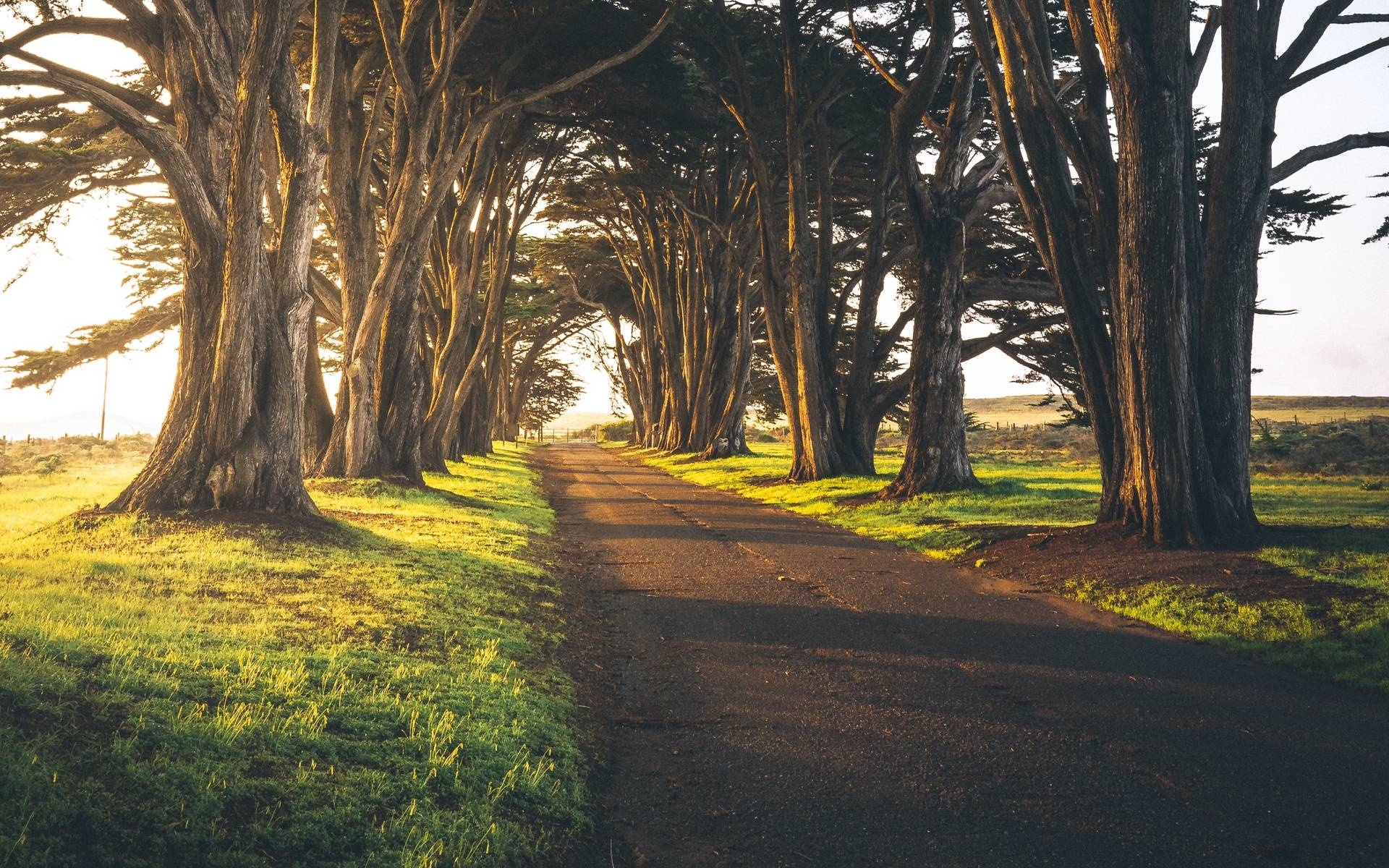 Cypress Tree, Alley wallpapers, 1920x1200 HD Desktop