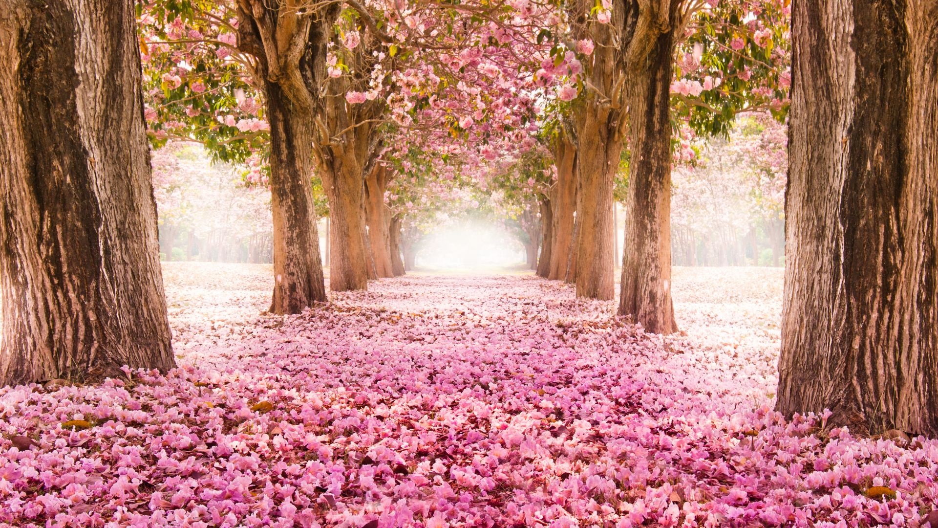 Pink blossom tree tunnel, Fallen petal carpet path, Sunlit spring canopy, Full HD Desktop wallpaper