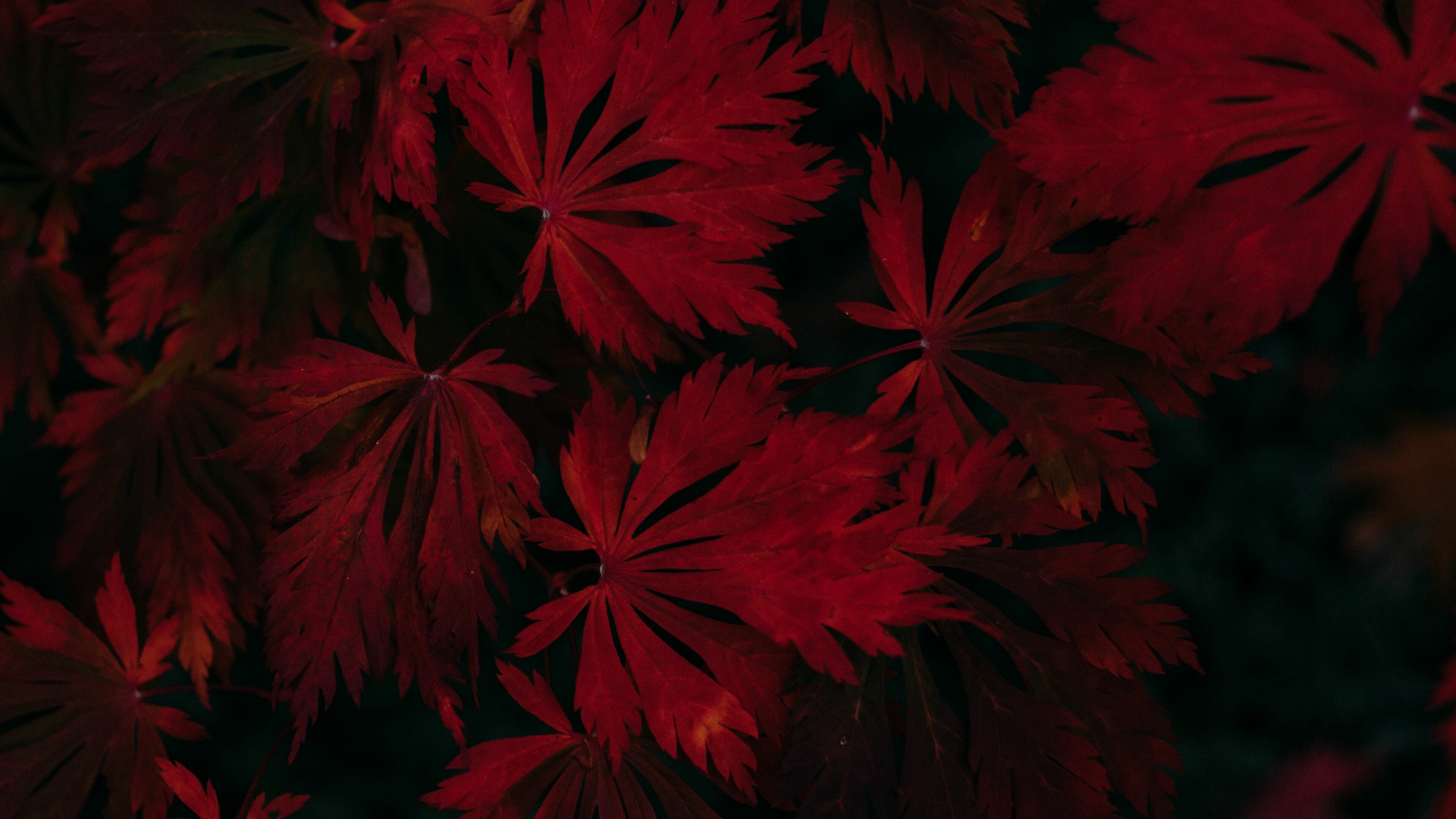 Dark black red, Autumn leaves, Black wallpaper, 3840x2160 4K Desktop