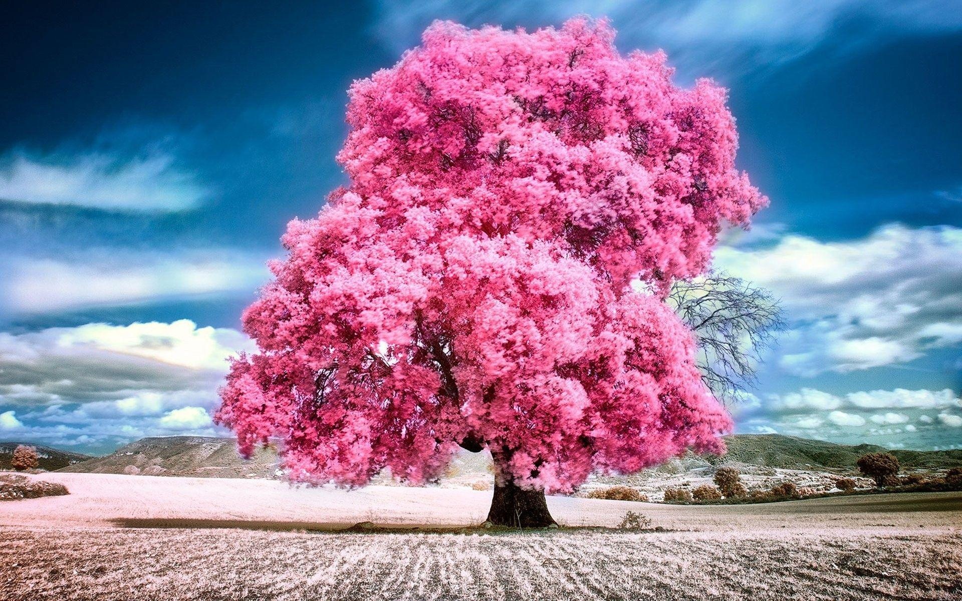 Pink foliage solitary tree, Cultivated furrowed field, Cloudy blue sky landscape, HD Desktop wallpaper