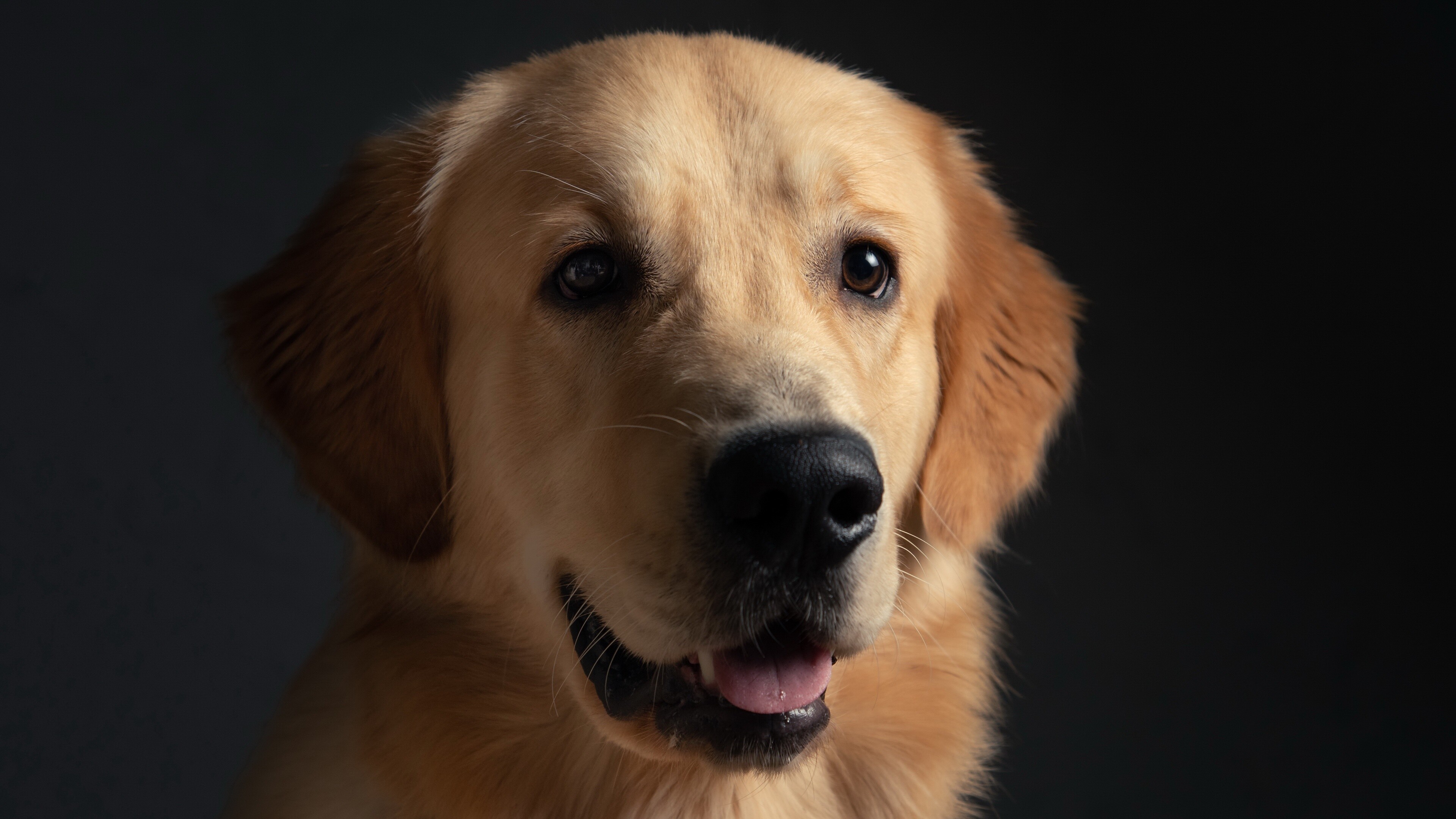 Close-up, Golden Retrievers Wallpaper, 3840x2160 4K Desktop