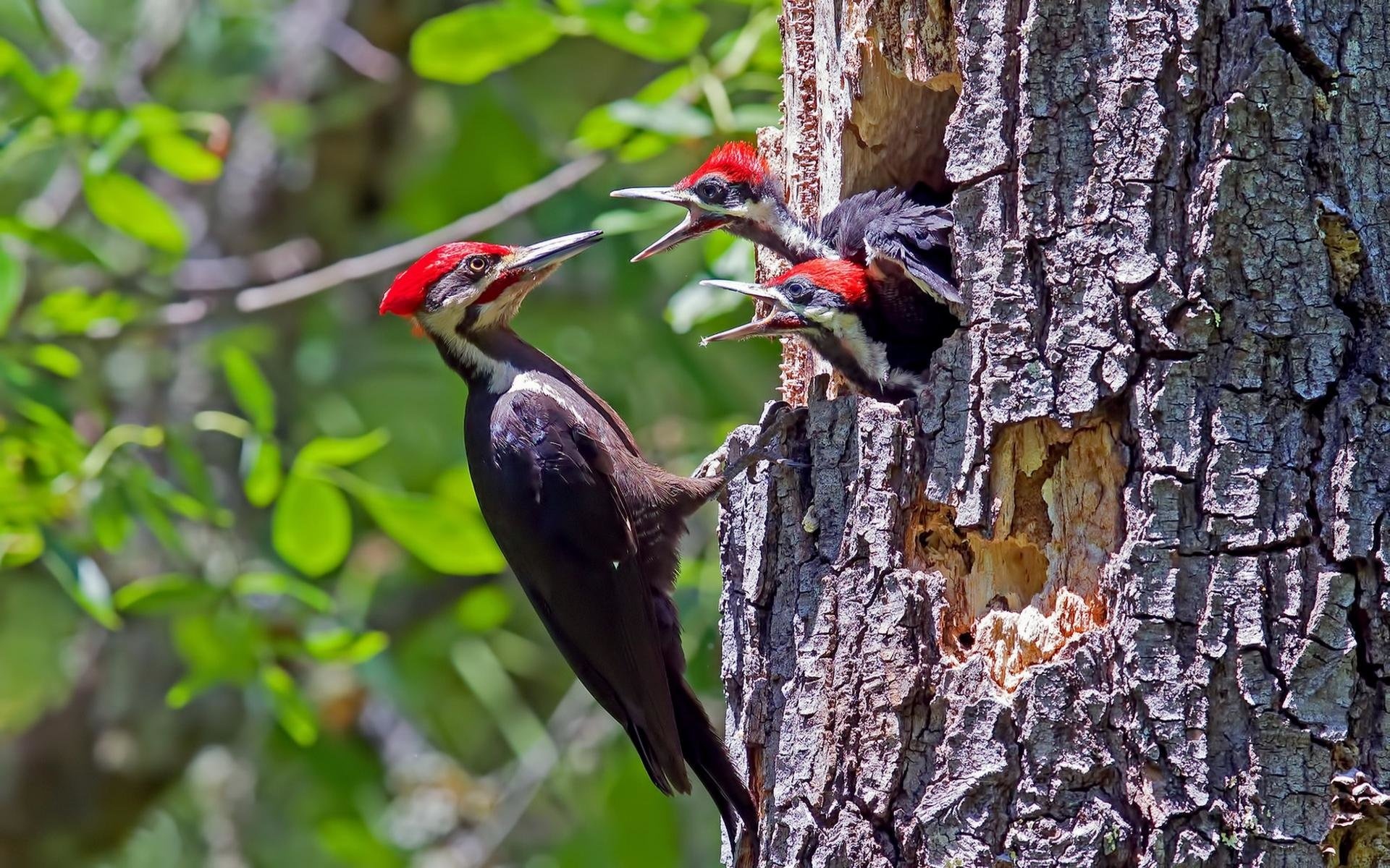 Woodpecker wallpapers, HD beauty, Nature's art, Desktop background, 1920x1200 HD Desktop