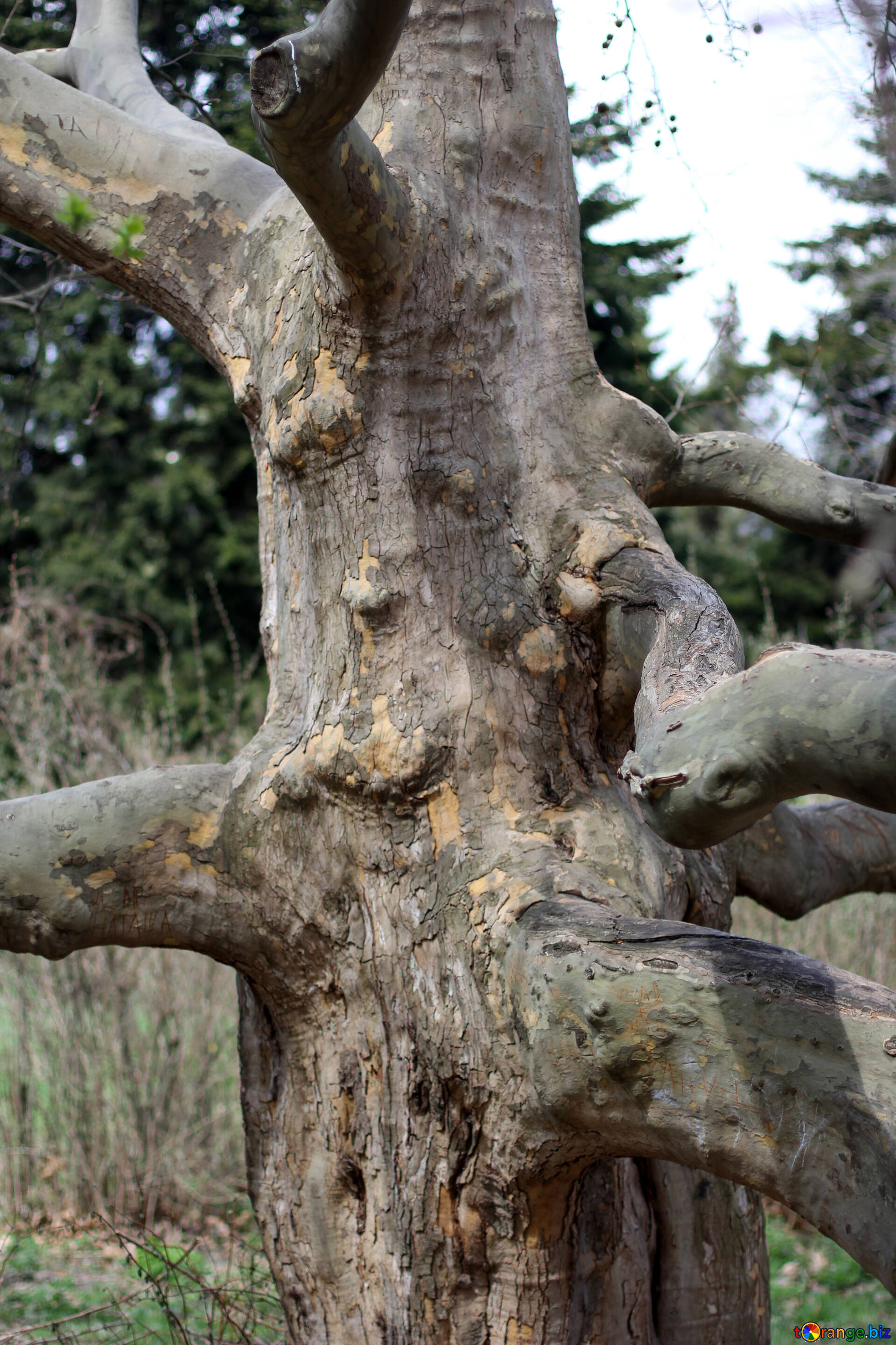 Tree Roots Image, Twisting Branches, CC BY License, 1920x2880 HD Phone