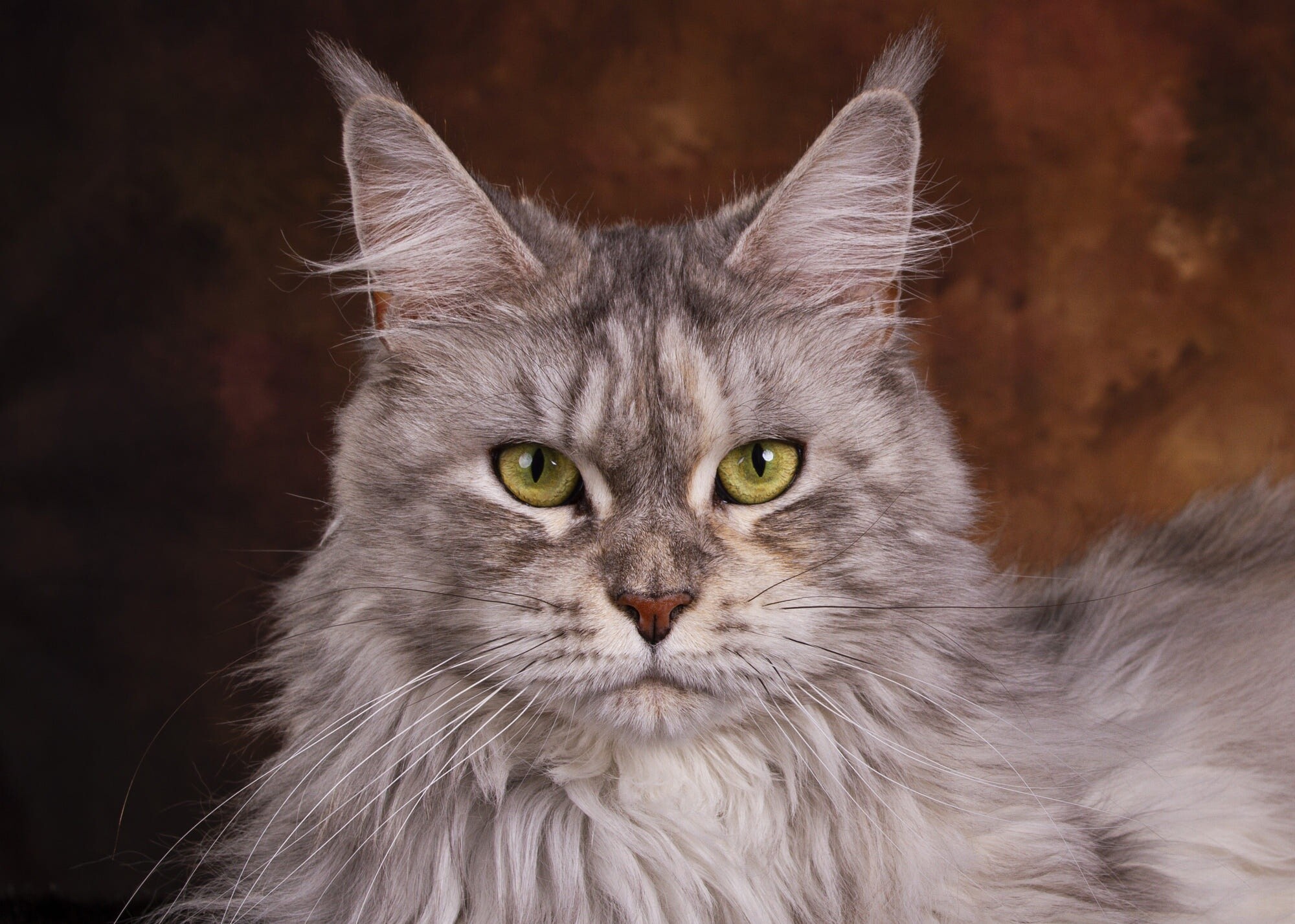 Silver tabby, Maine Coon Wallpaper, 2000x1430 HD Desktop