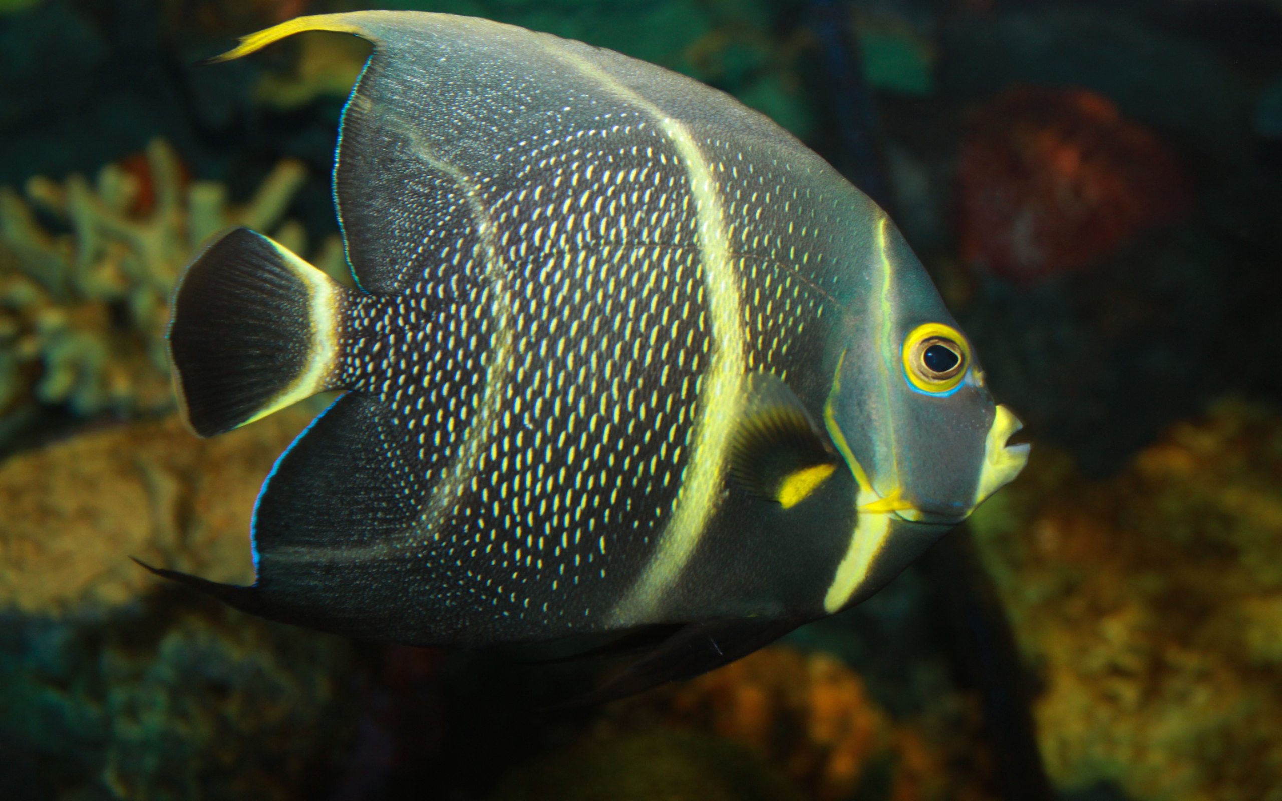 Angelfish, Phone Wallpaper, Ethan Johnson, Underwater, 2560x1600 HD Desktop