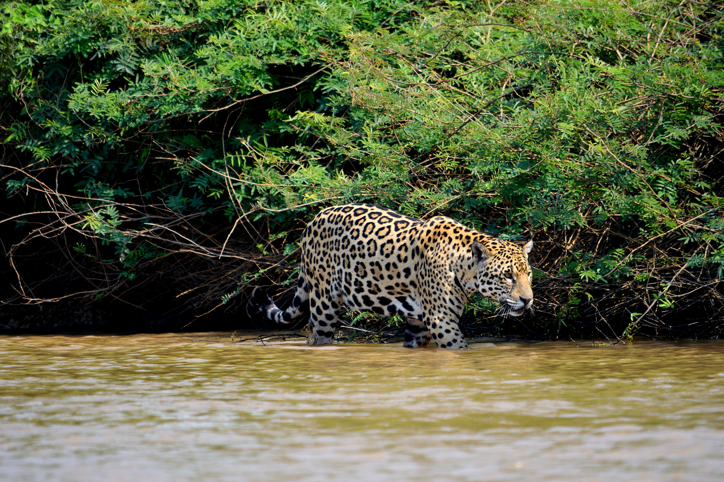 Pantanal Matogrossense, Travels, Attractions, Trip moments, 2500x1670 HD Desktop