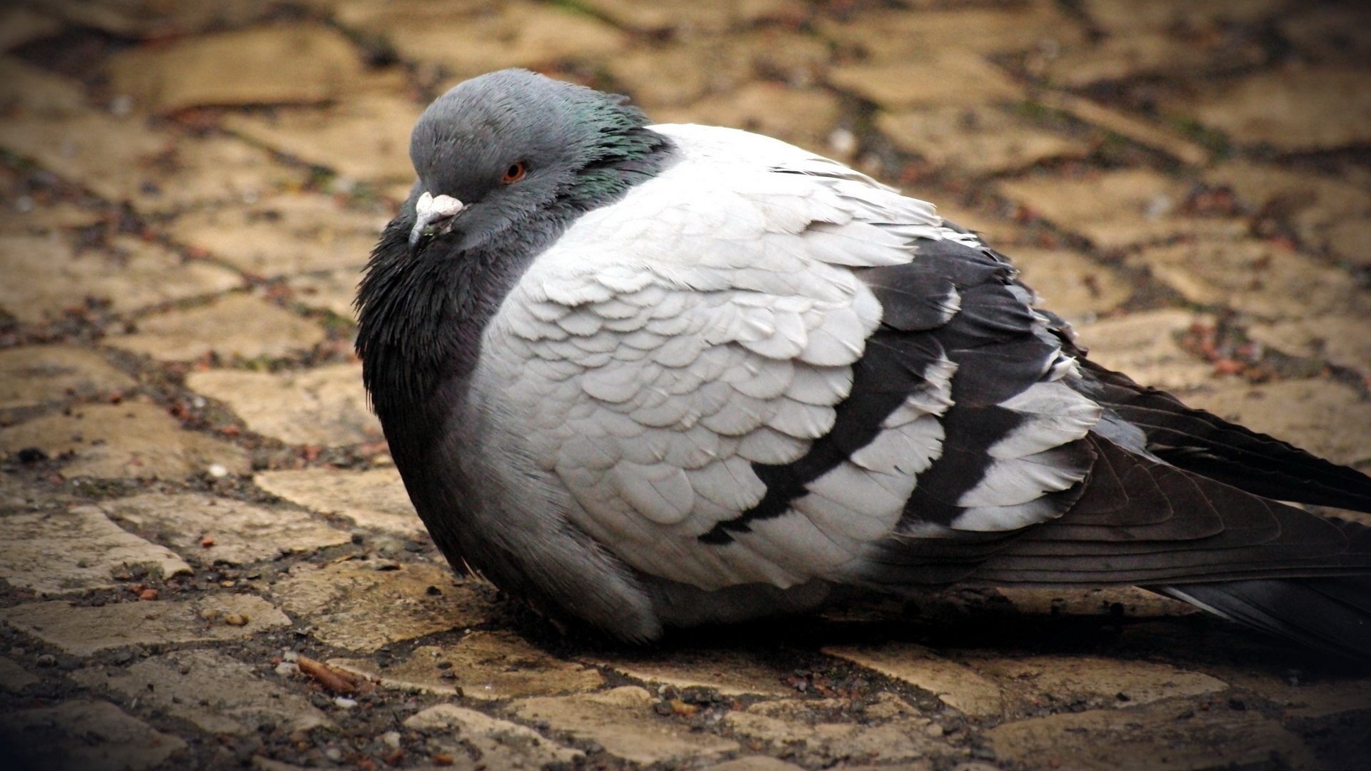 Pigeon, Majestic feathers, Graceful flight, Urban birds, 1920x1080 Full HD Desktop