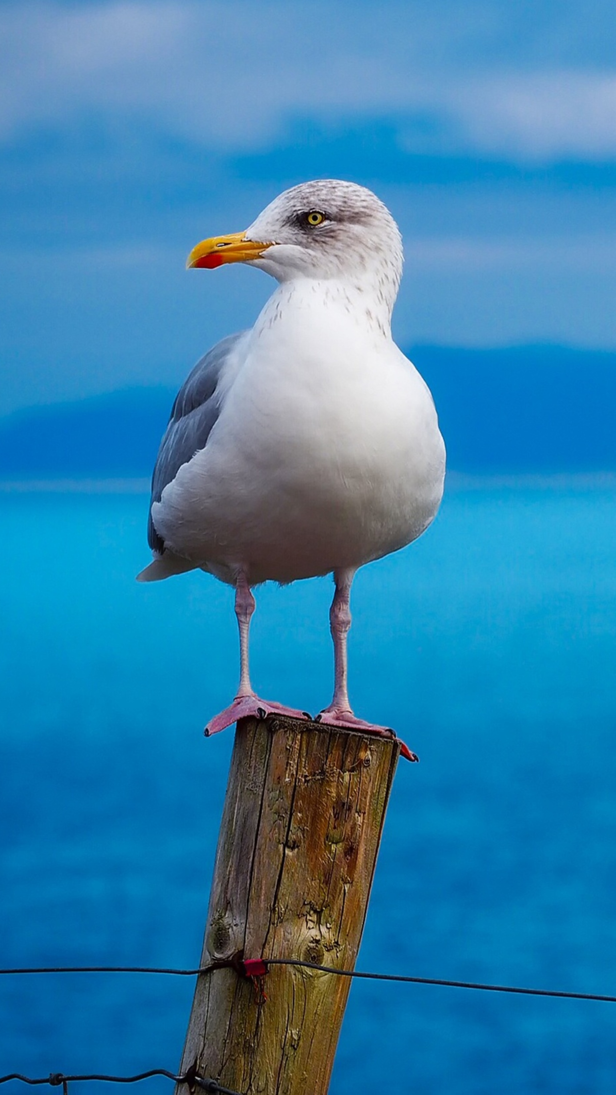 Seagull, Birds, Xperia, Wallpaper, 2160x3840 4K Phone