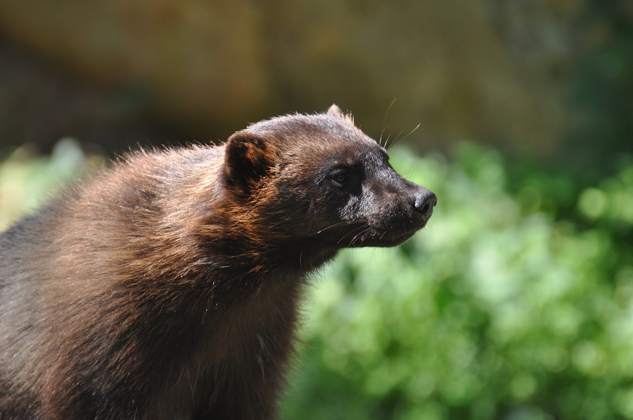 Wolverine wallpaper, Wolverine, Animal planet, Animals wild, 2050x1360 HD Desktop