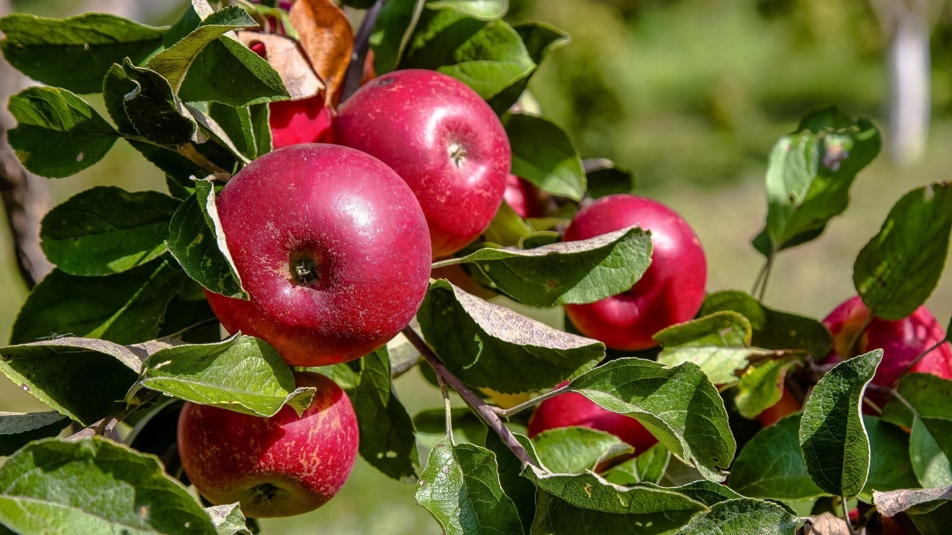 Apple tree wallpapers, Vibrant colors, Nature's splendor, Scenic beauty, 1920x1080 Full HD Desktop