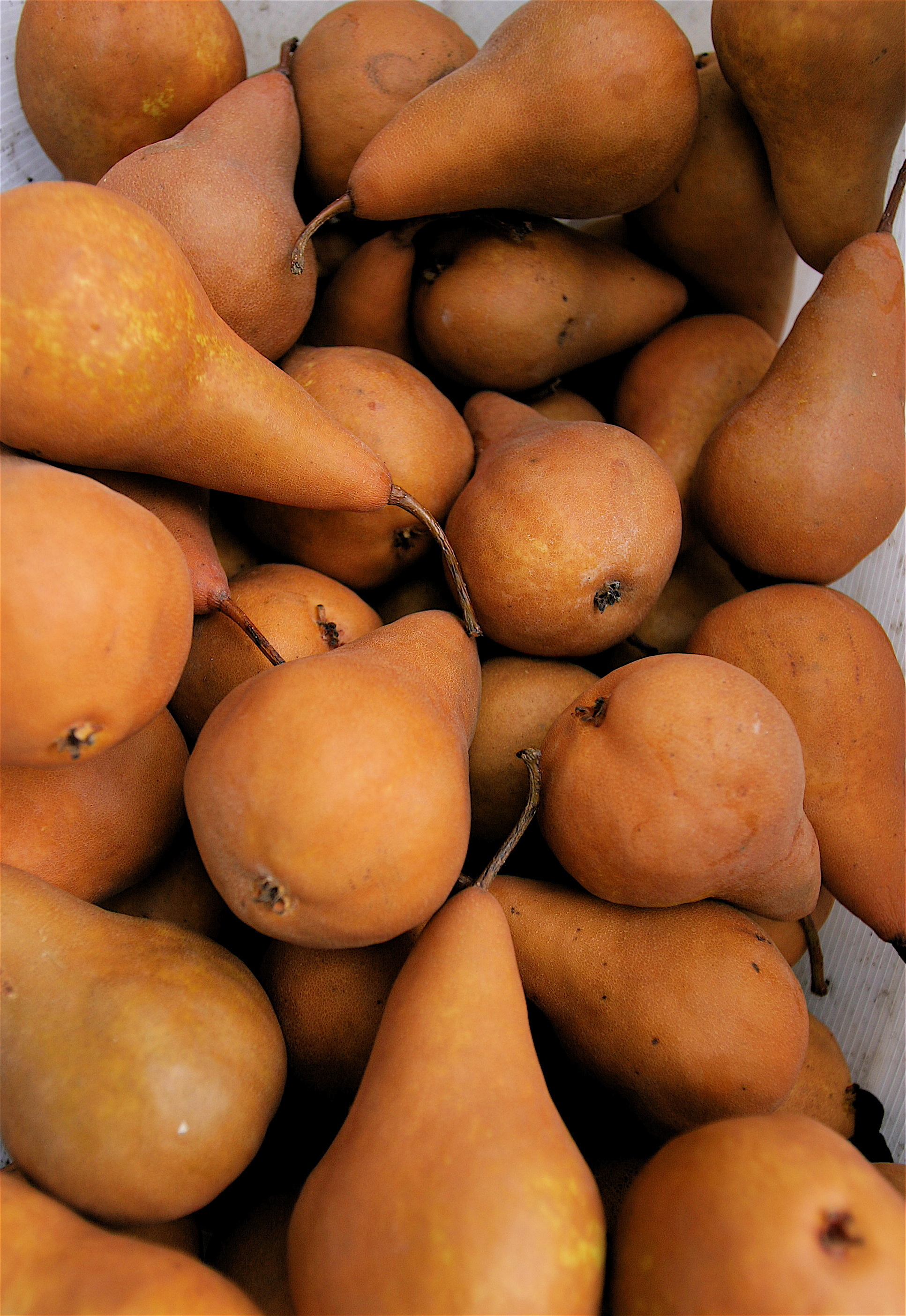 Bosc pear, Delicious, Sweet, Pear variety, 1940x2810 HD Phone