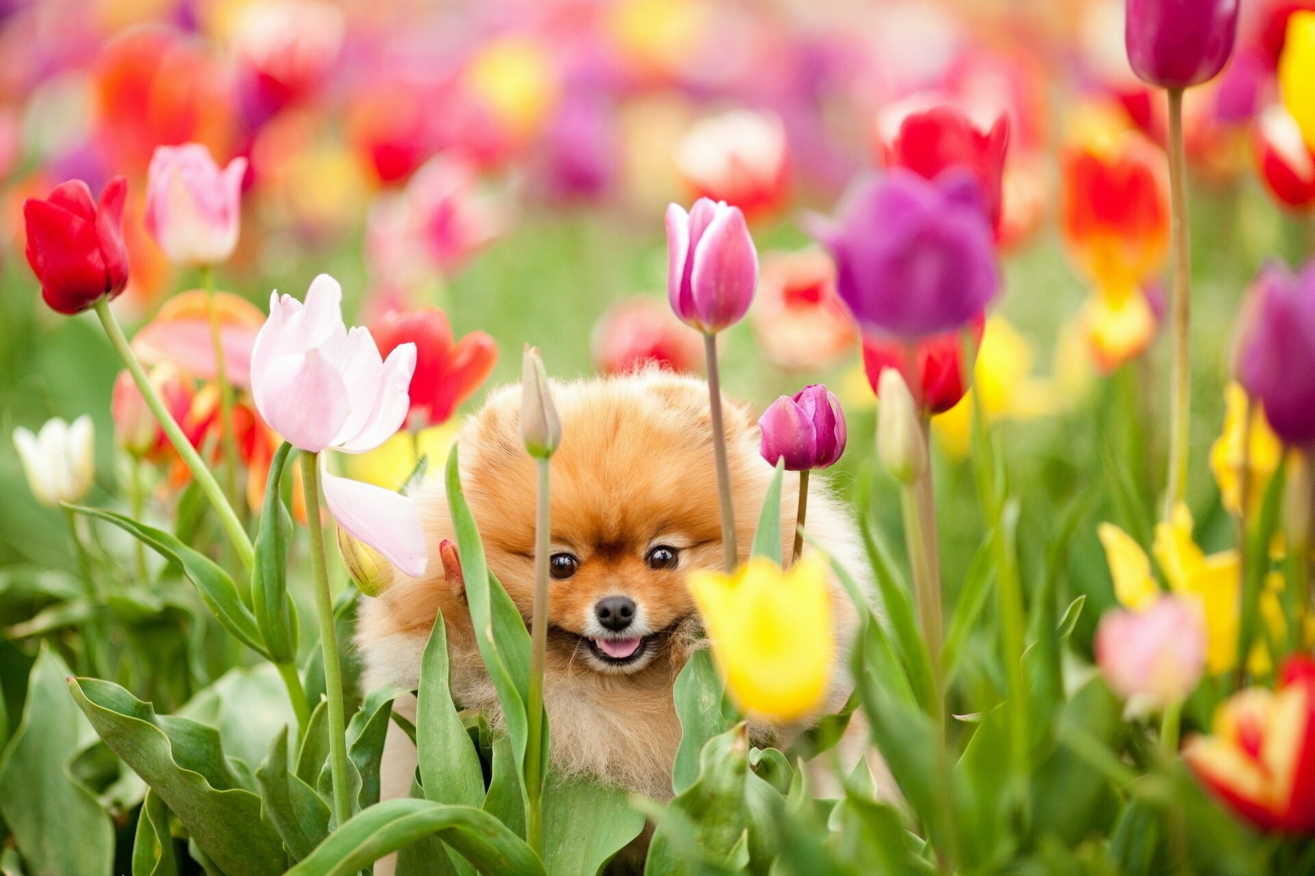 Tulips, Pomeranians Wallpaper, 1920x1280 HD Desktop