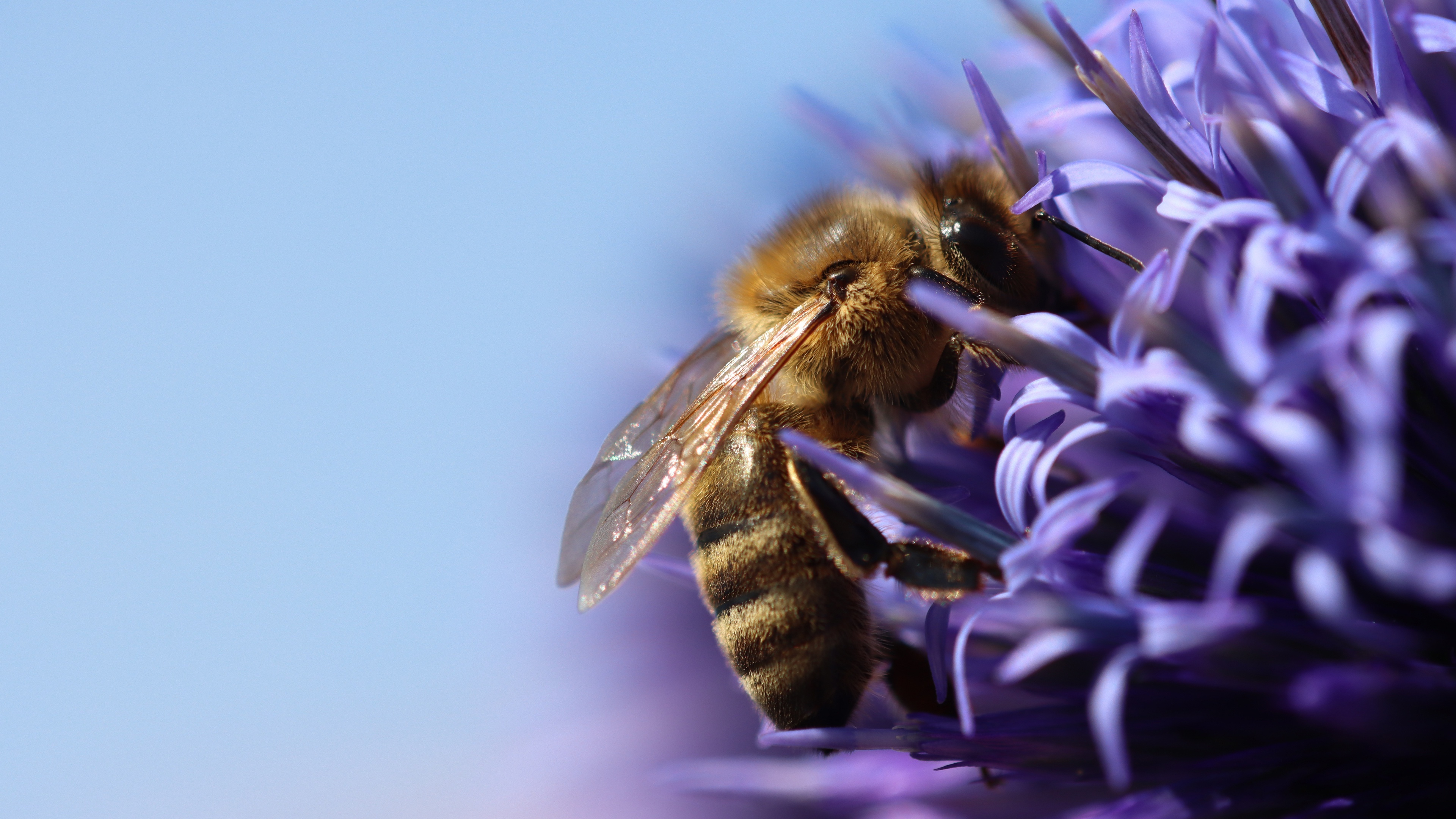 Ultra HD wallpaper, Bee close-up, High definition image, Stunning visuals, 3840x2160 4K Desktop