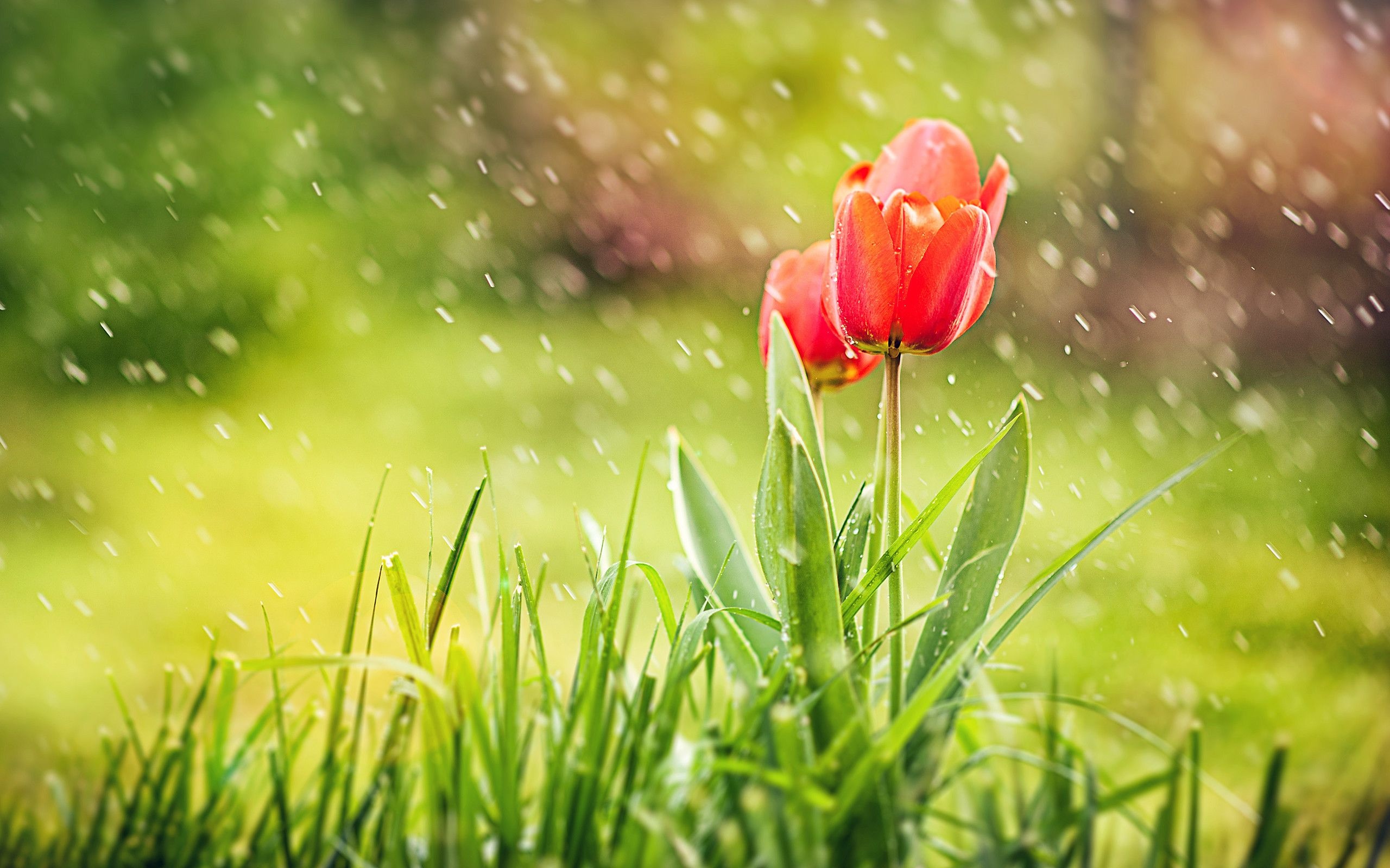 blooming red tulips, spring rain shower, lush green lawn, HD Desktop wallpaper