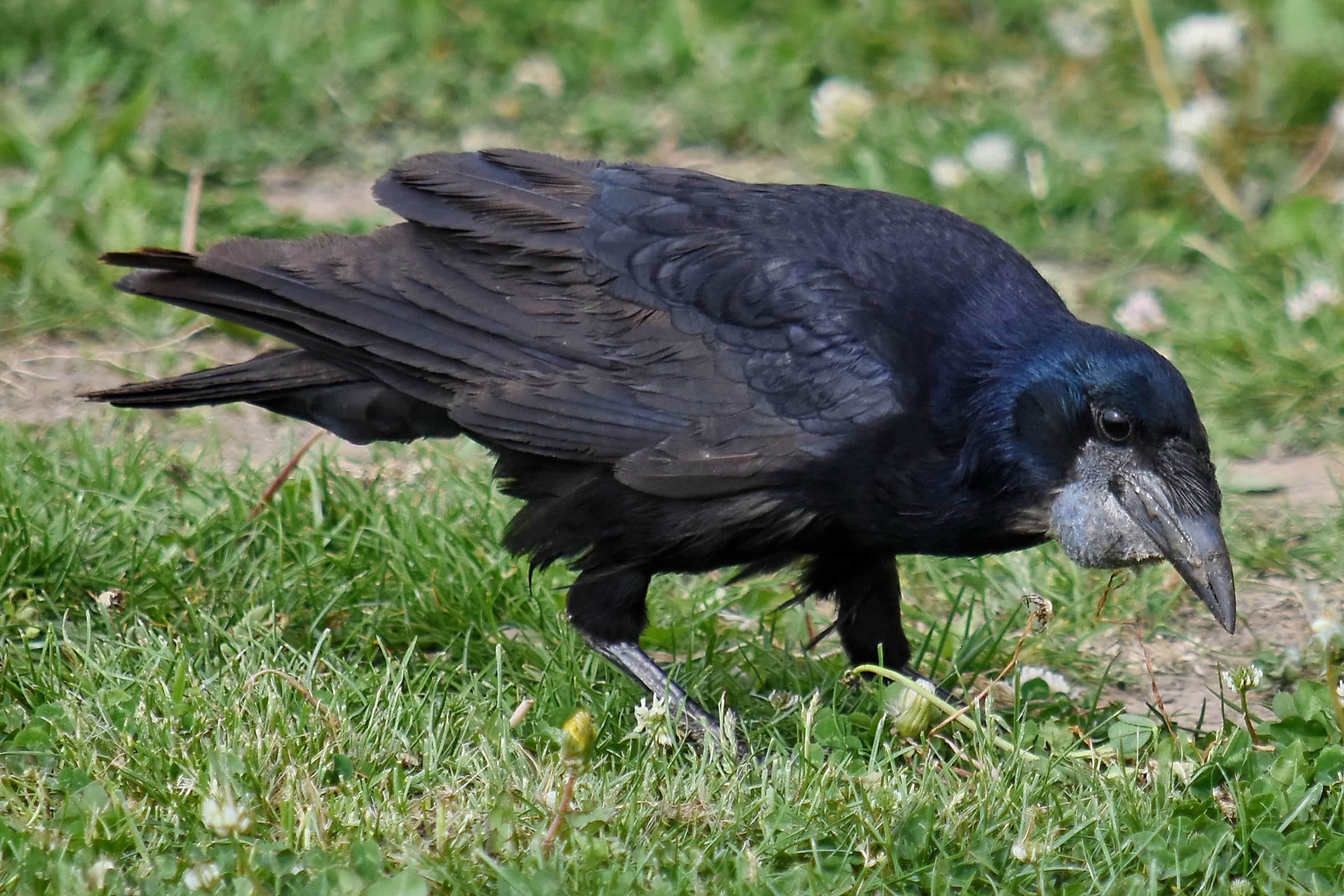 Black bird, Raven, Animal, Nature, 3000x2000 HD Desktop