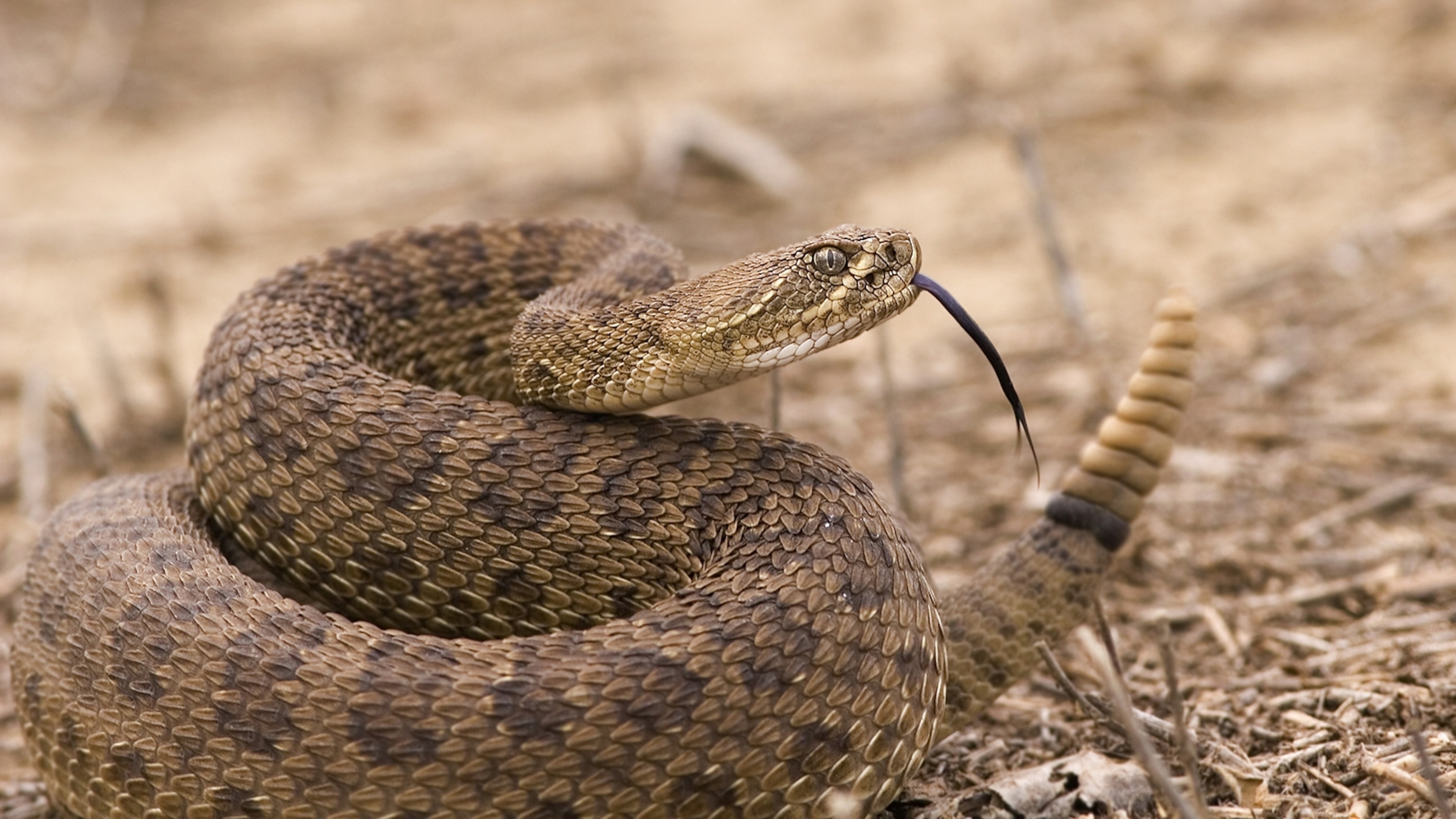 Rattlesnake, Graceful predator, Stealthy hunter, Nature's survivor, 3080x1730 HD Desktop