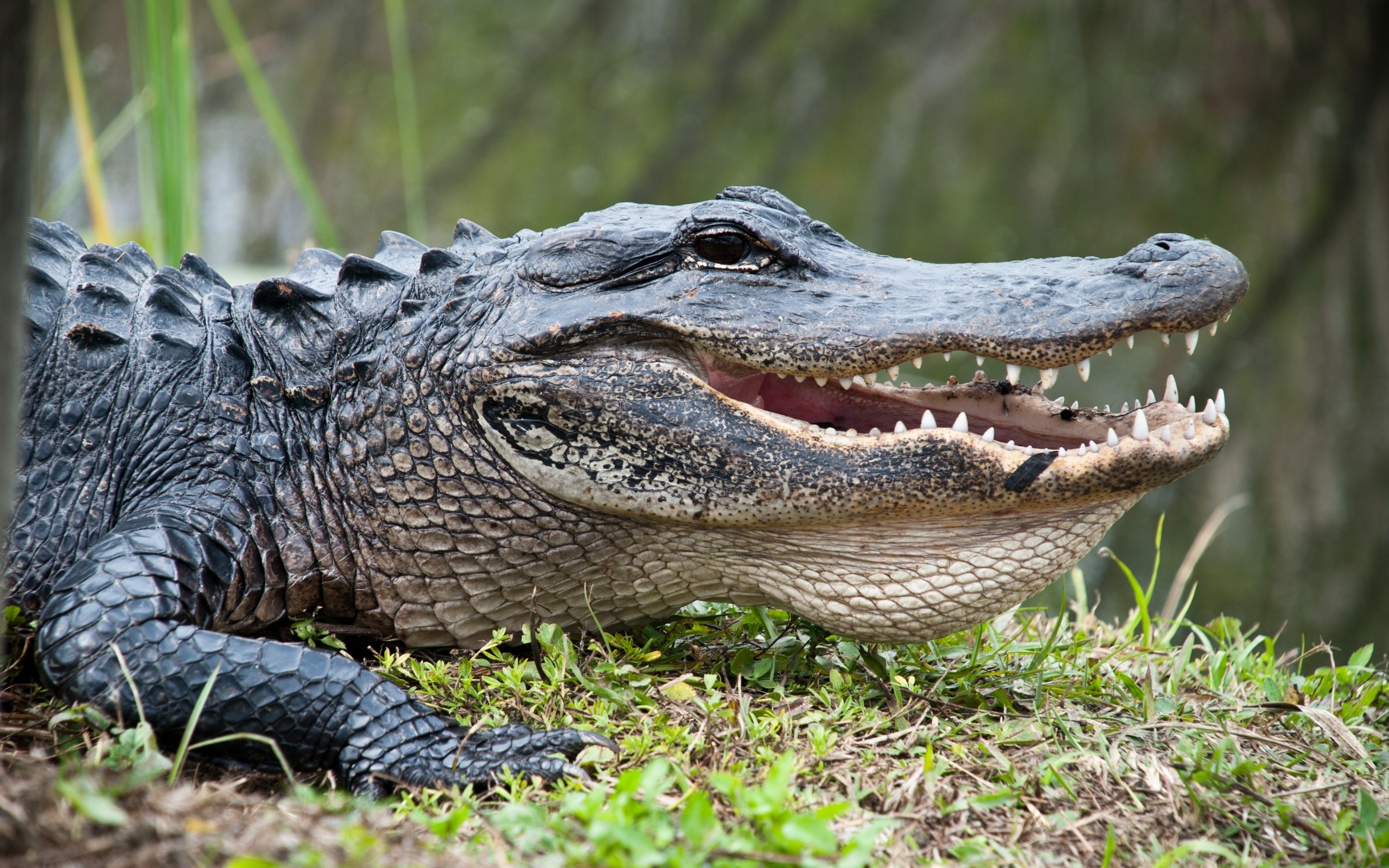 Everglades National Park, Alligators Wallpaper, 2560x1600 HD Desktop