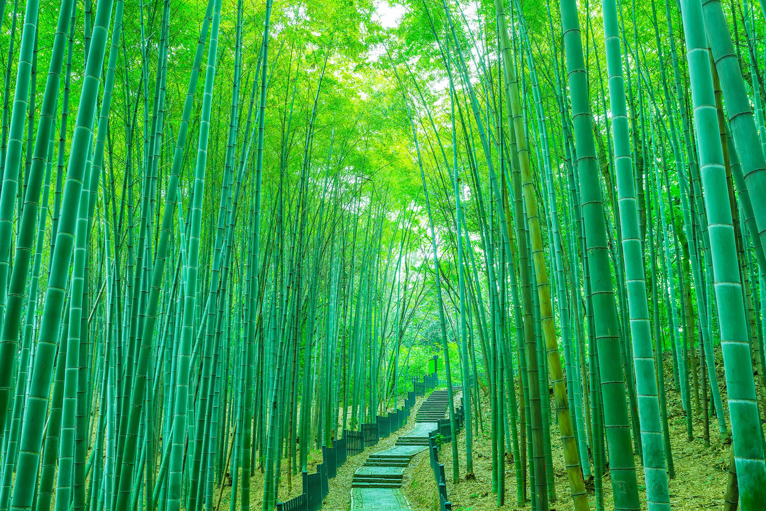 Walkway, Bamboo Wallpaper, 2500x1670 HD Desktop