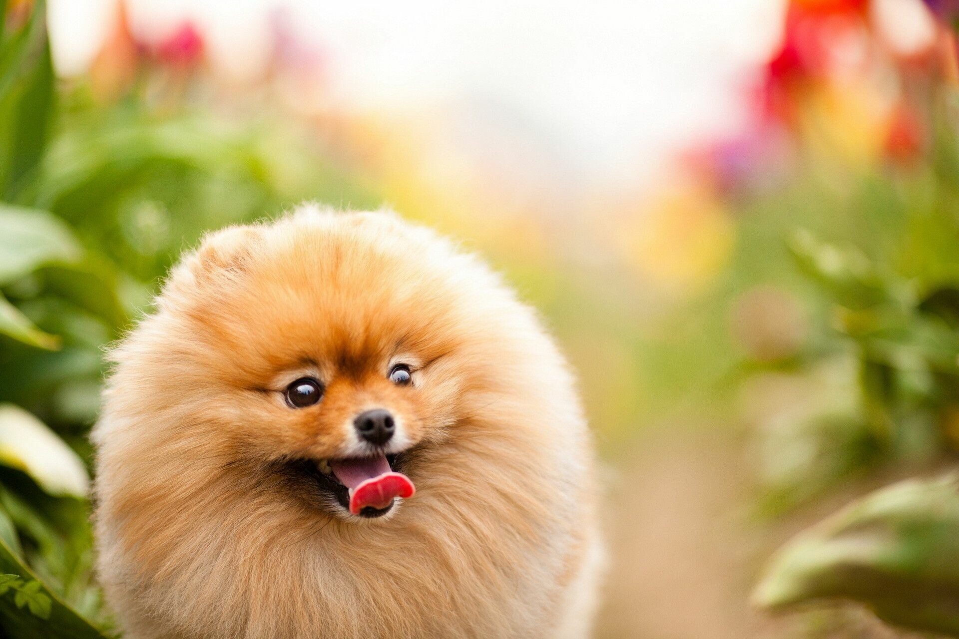 Pomeranian, Beautiful wallpapers, High quality images, Fluffy dog breed, 1920x1280 HD Desktop