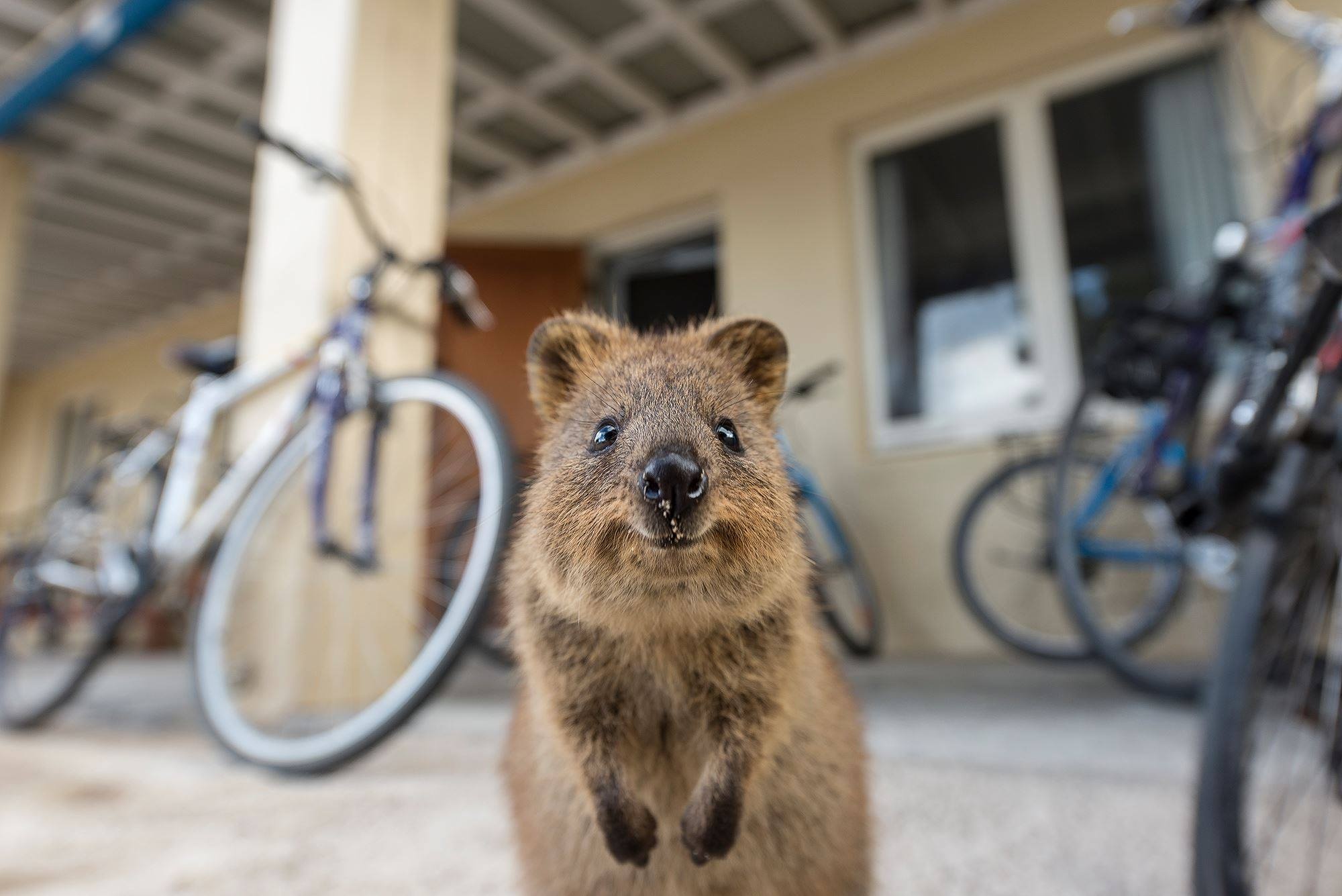 Quokka paradise, Inquisitive nature, Quokka playing, Picturesque scenery, 2000x1340 HD Desktop