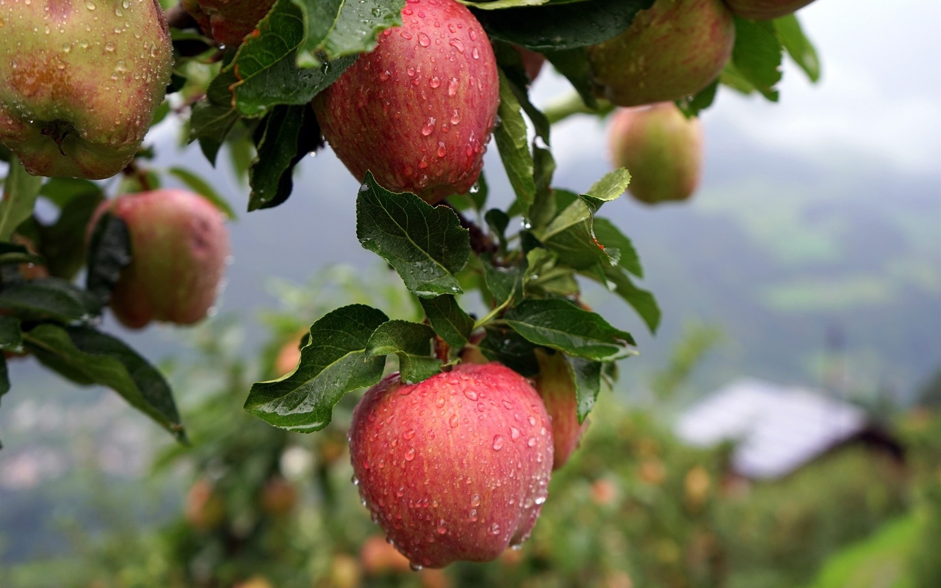 Apple Tree, Wallpaper, Christopher Johnson, Fruits, 1920x1200 HD Desktop