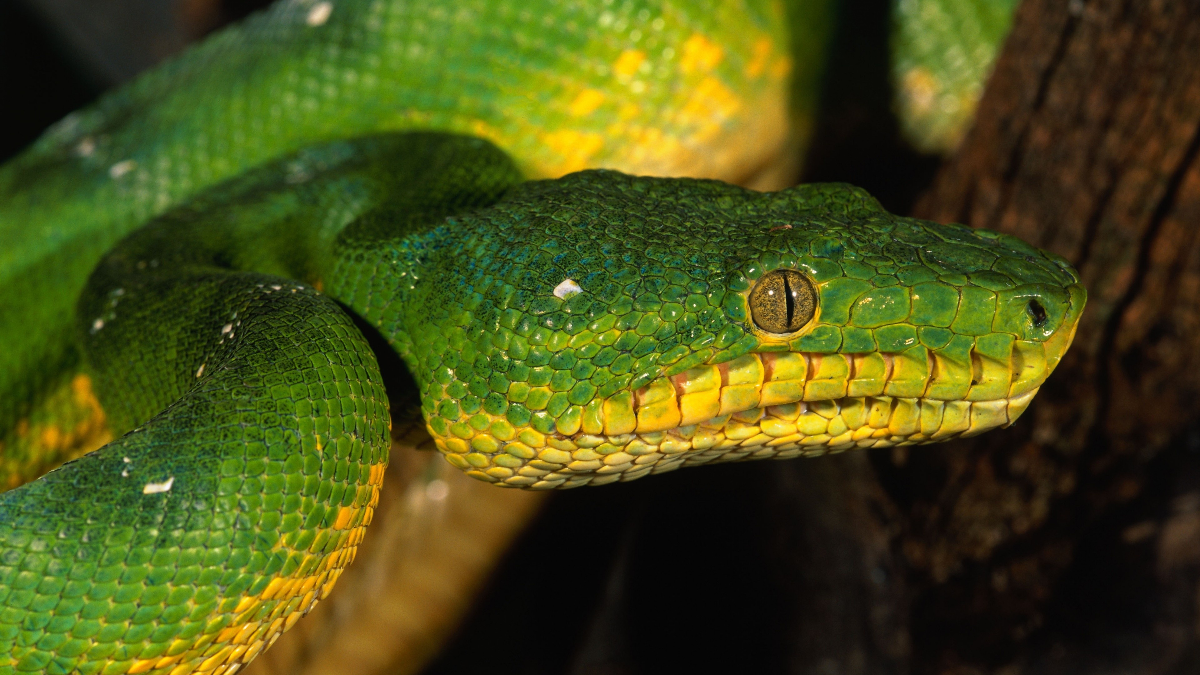 Singapore zoo, Emerald green snake, Close-up shot, Animal eyes, 3840x2160 4K Desktop