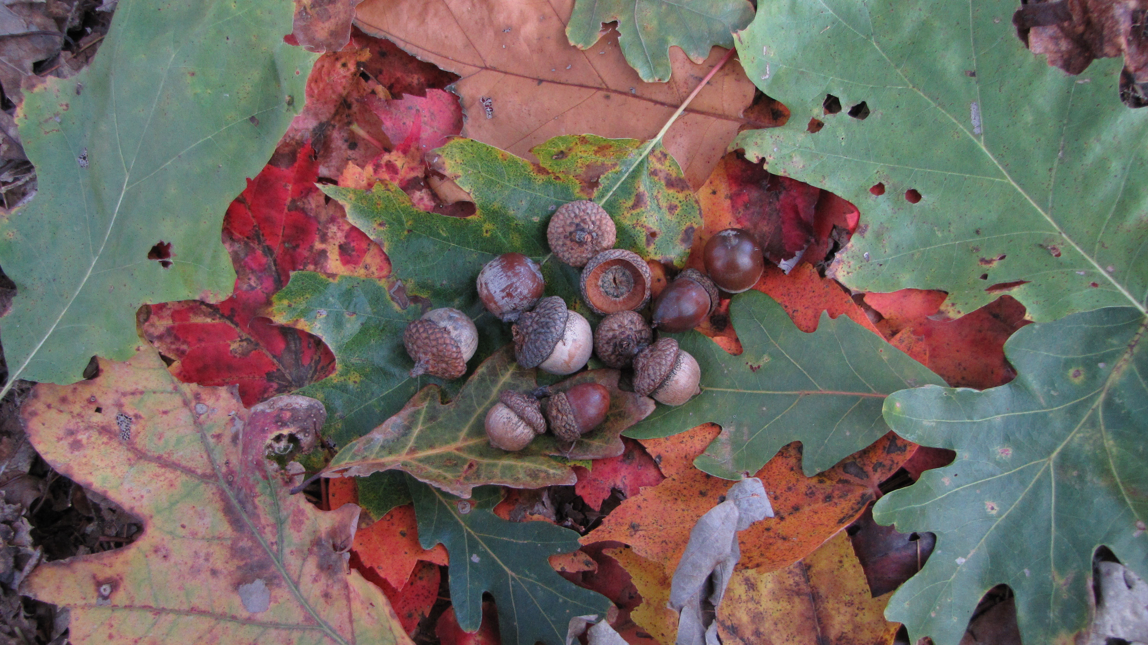 Abundance of acorns, Hunting for food, Nature's bounty, Wilderness survival, 3840x2160 4K Desktop