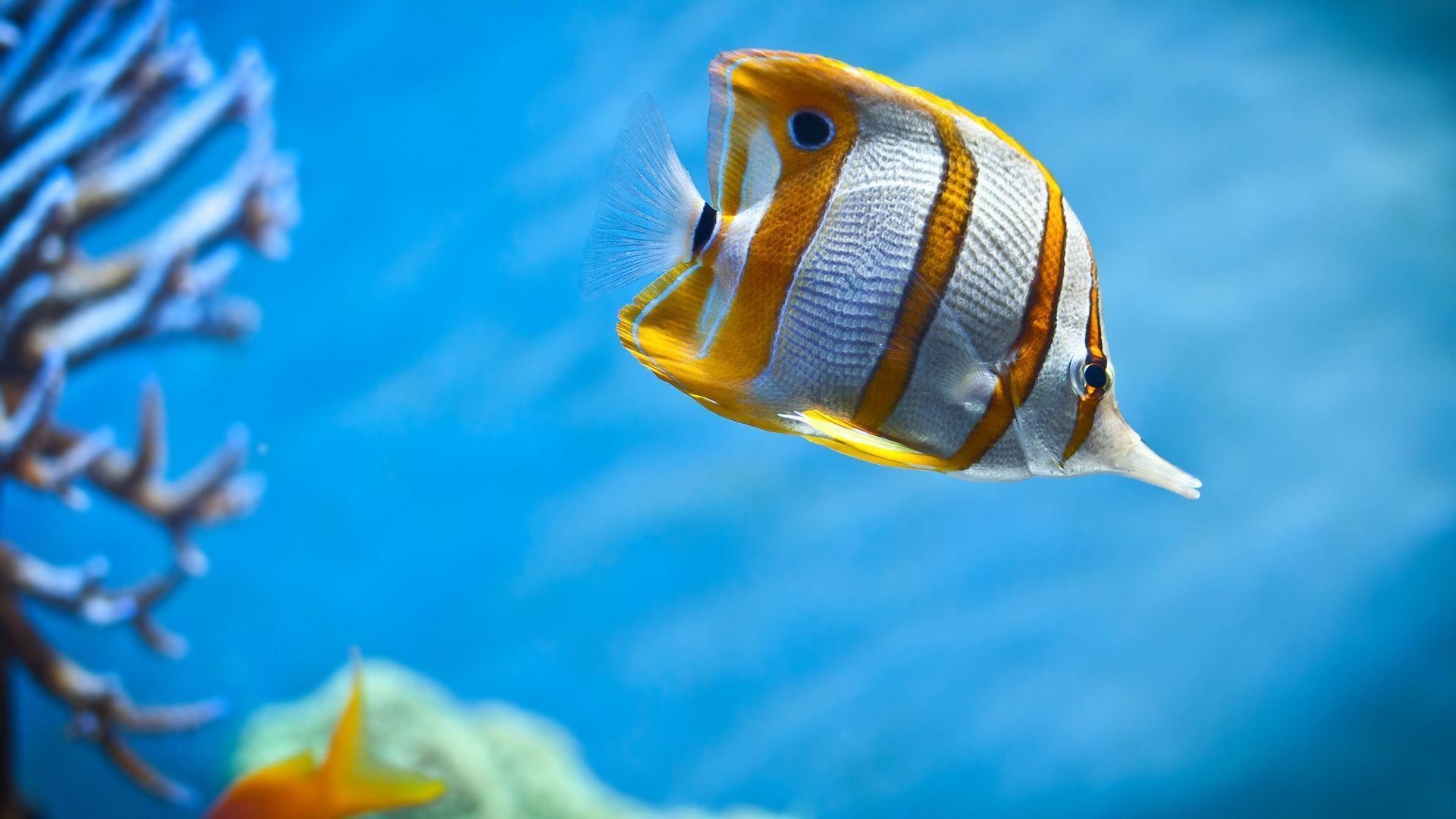 Copperband butterflyfish, Sea Animals Wallpaper, 1920x1080 Full HD Desktop