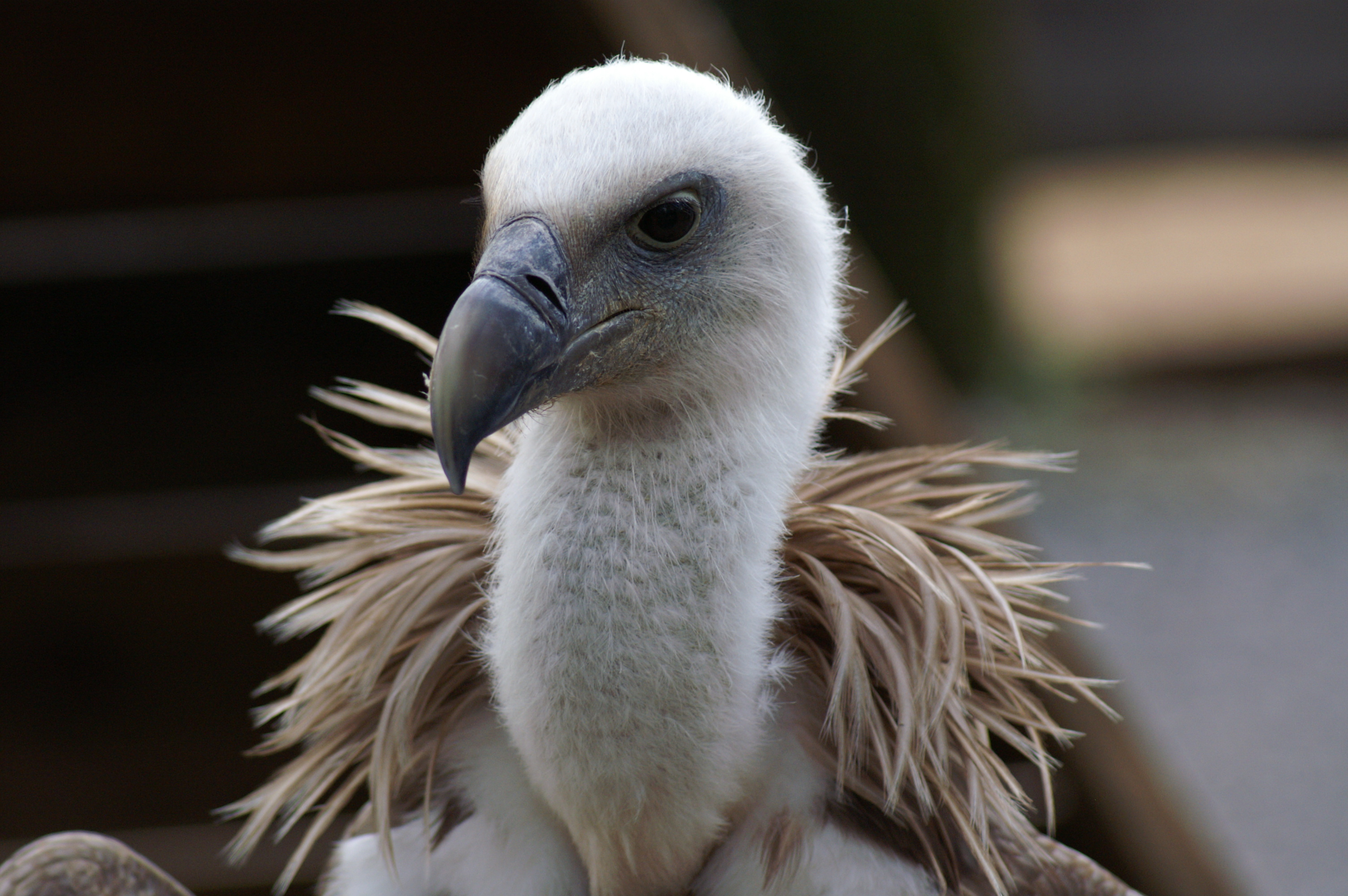 Griffon Vulture HD, Wallpapers backgrounds, Captivating images, 3010x2000 HD Desktop