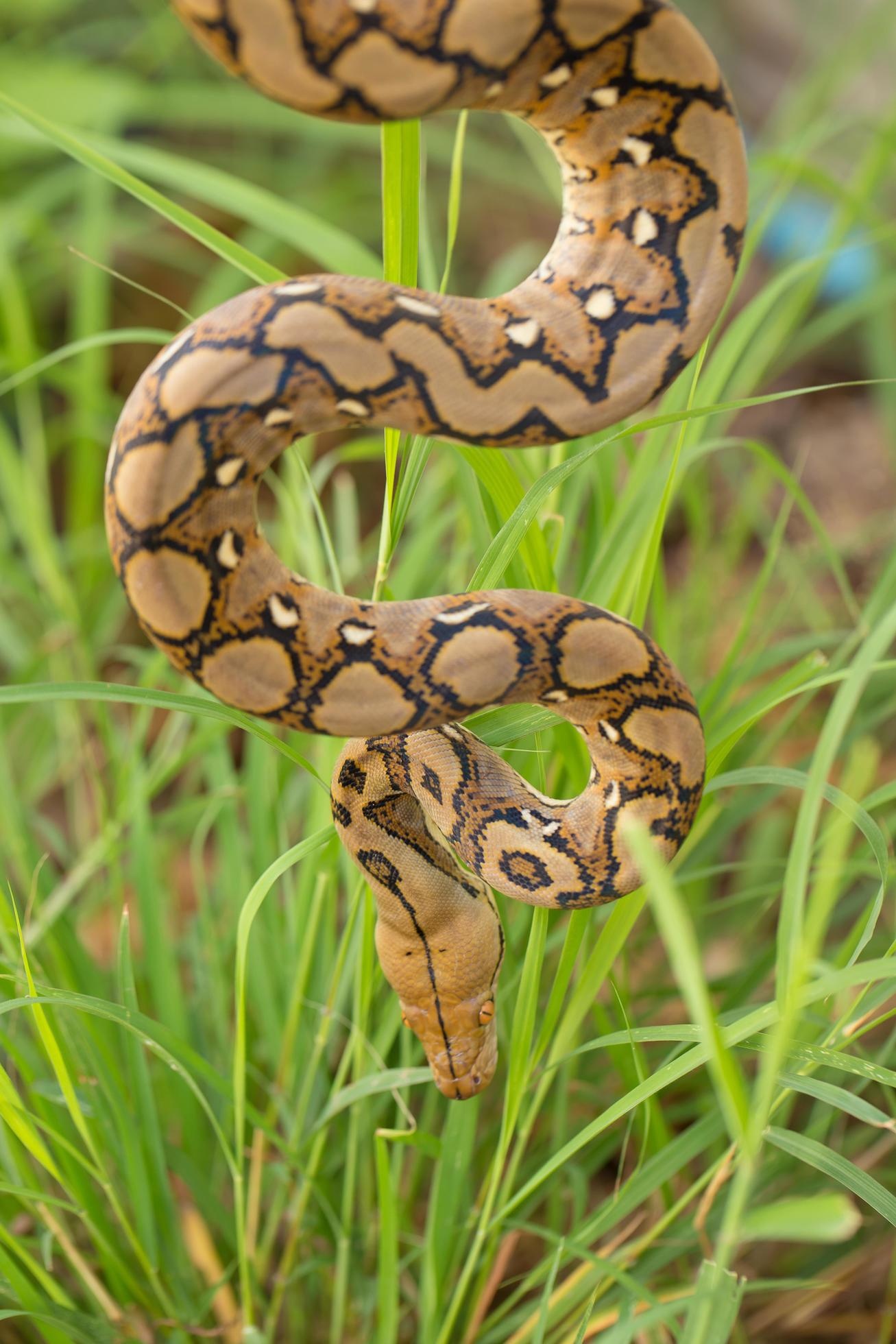 Boa Constrictor, Boa schlange im gras, Boa constrictor, Schlange auf Ast, 1310x1960 HD Phone