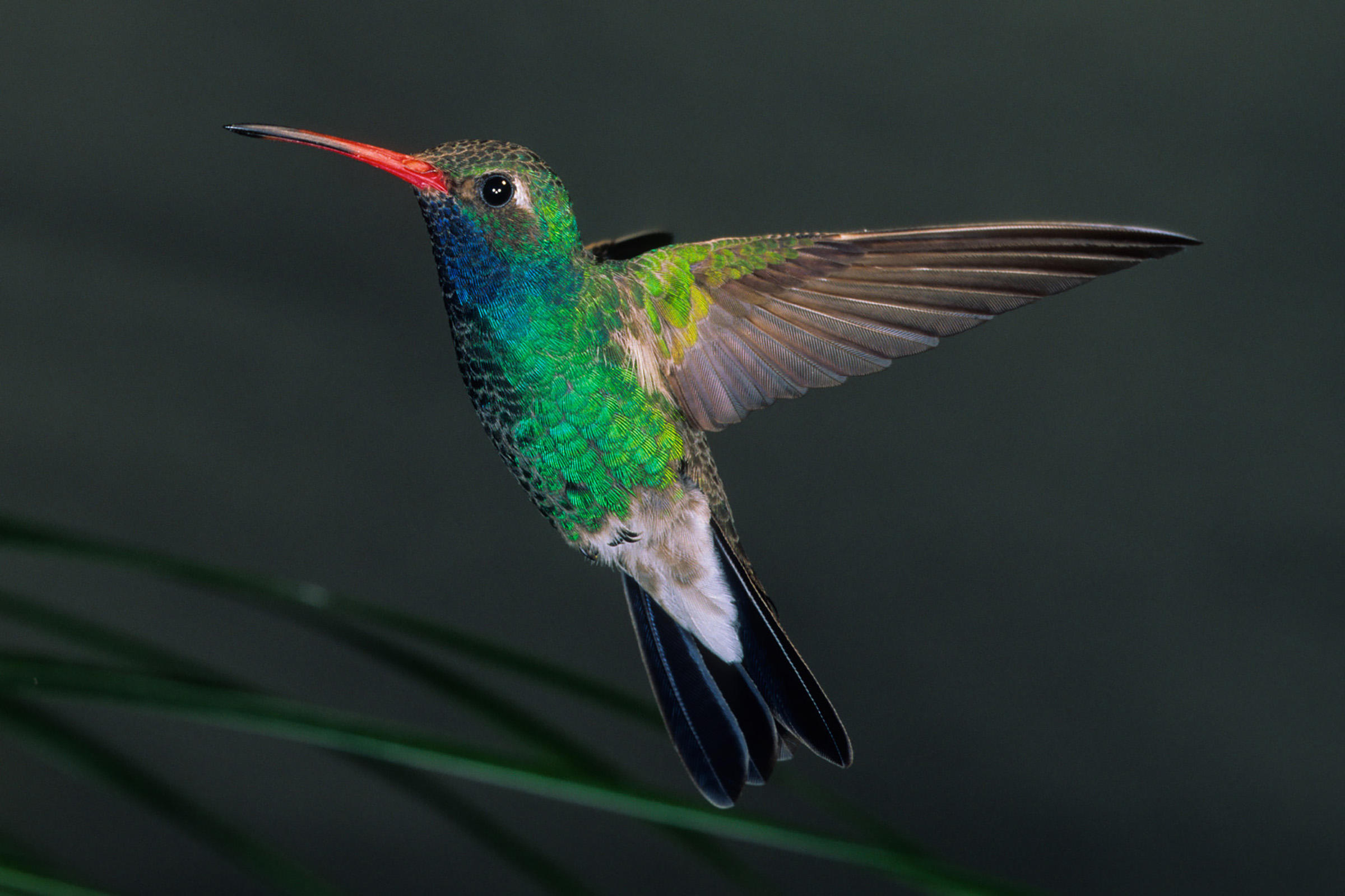 Broad-billed, Hummingbirds Wallpaper, 2400x1600 HD Desktop