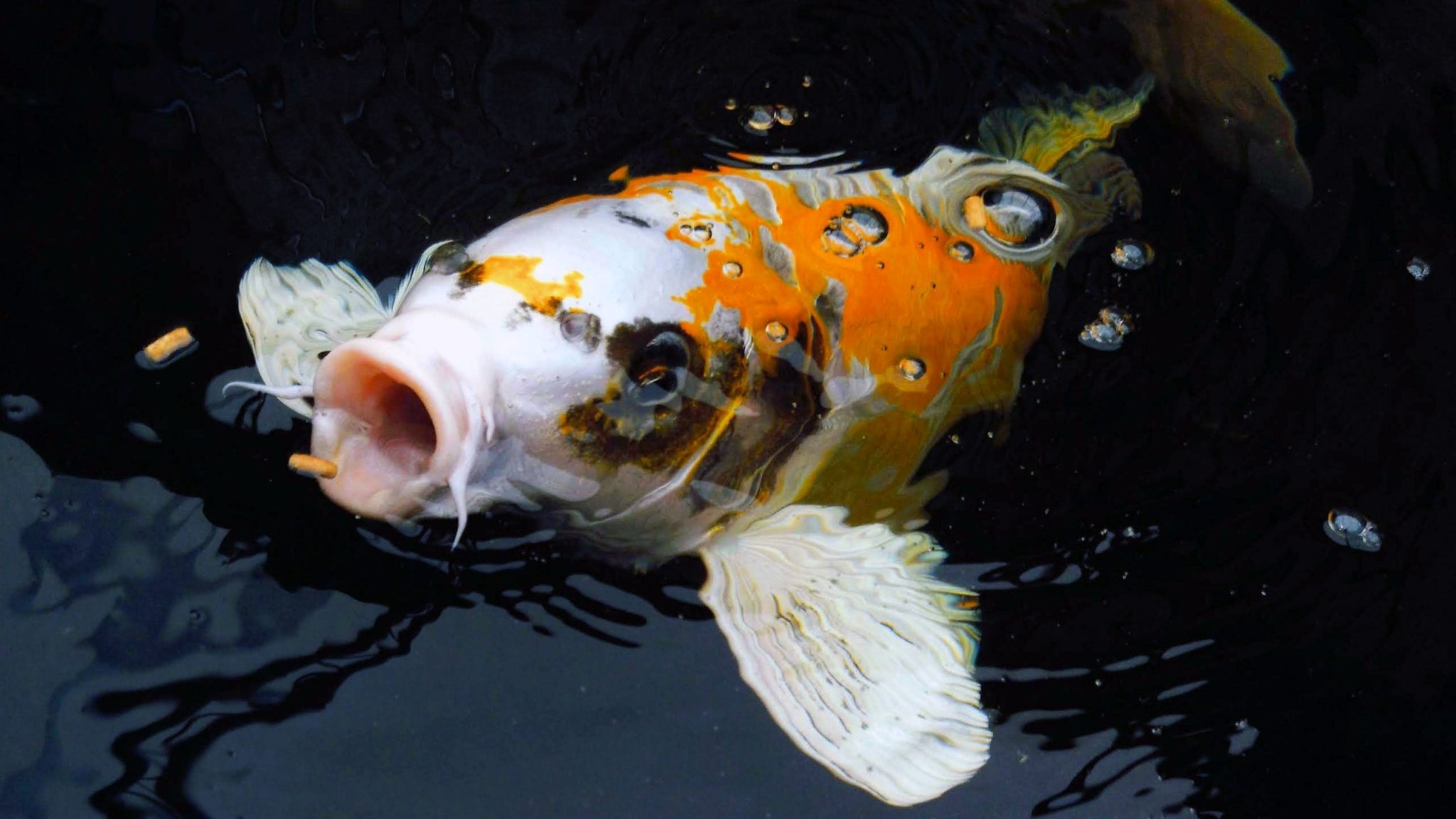 Kiemenschwellung bei Koi Fischen, Nippon Direct Koi, High-quality care, Optimal health, 2050x1160 HD Desktop