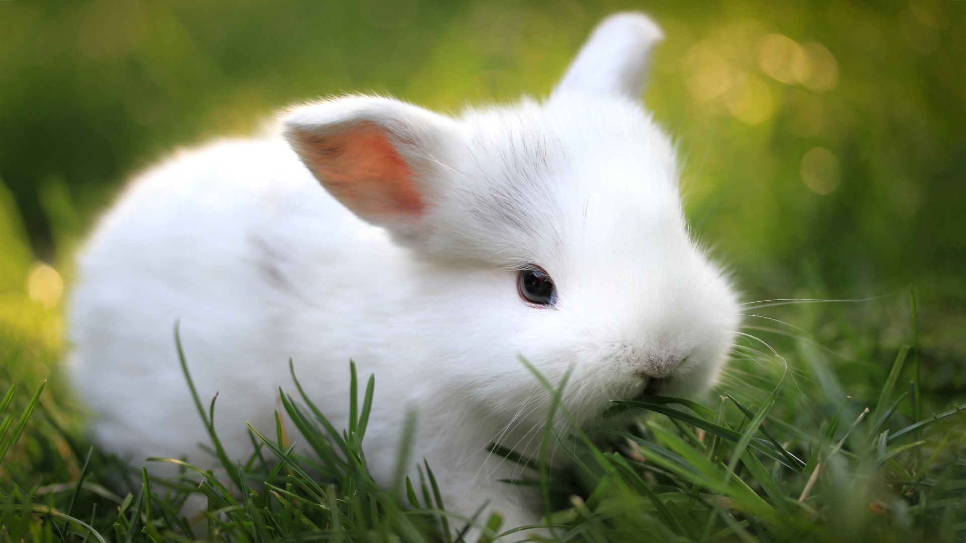 Fluffy white baby bunny, Lush green grass, Sunlit garden bokeh, Full HD Desktop wallpaper