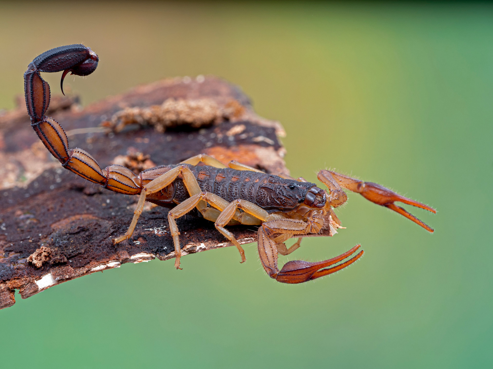 Scorpions wallpapers, Popular collection, Variety of species, Unique backgrounds, 1920x1440 HD Desktop