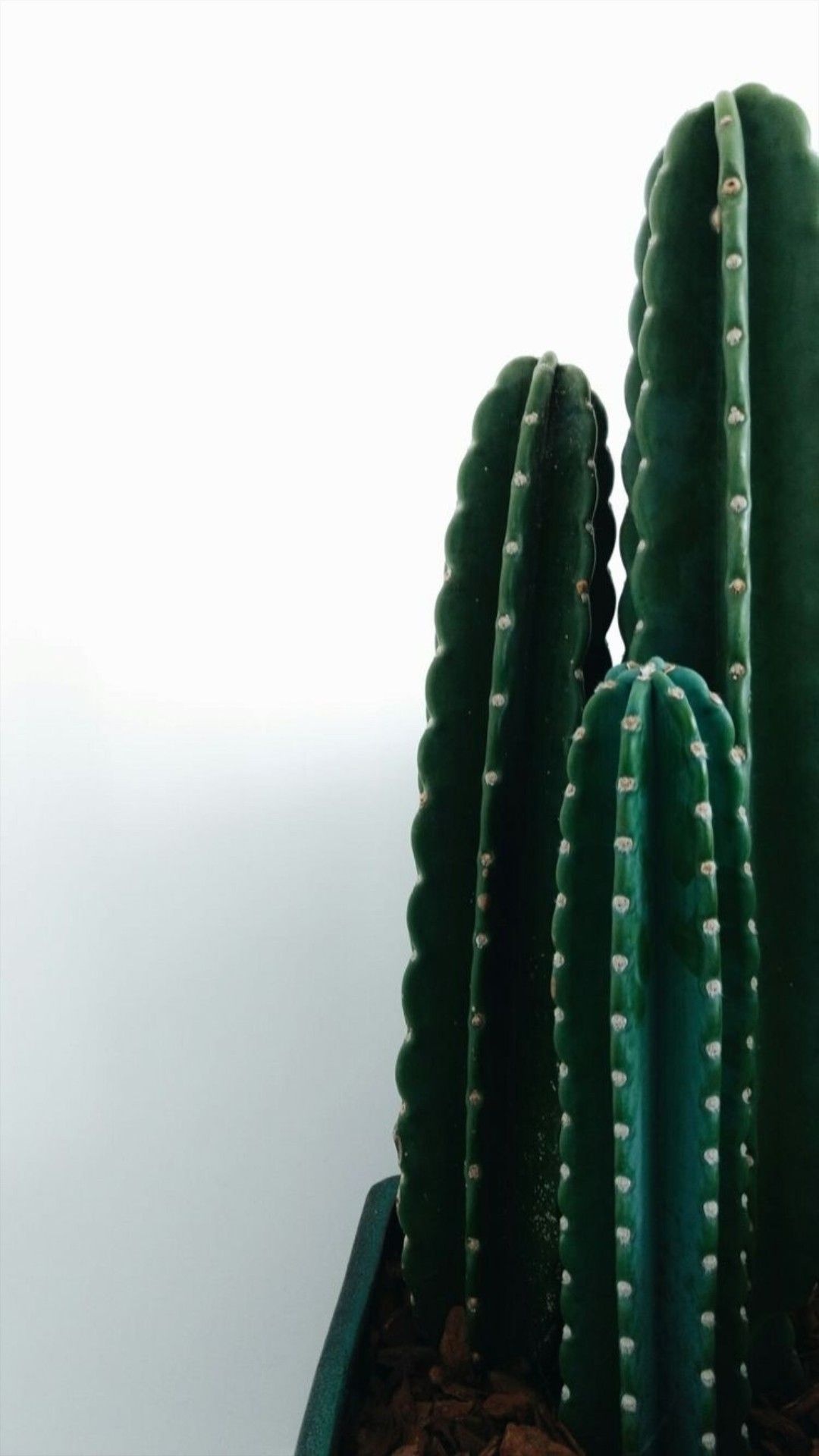 Cactus, Cactus wallpaper, Plant's allure, Trendy and stylish, 1080x1920 Full HD Phone