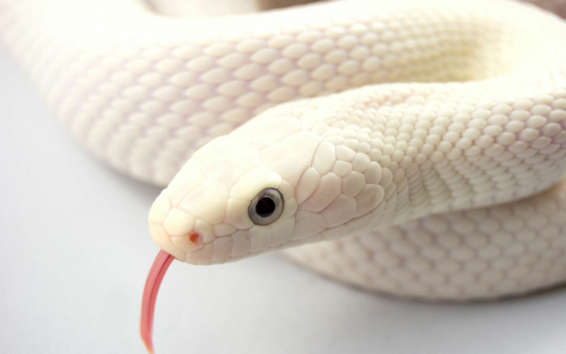 Texas rat snake, Snakes Wallpaper, 1920x1200 HD Desktop