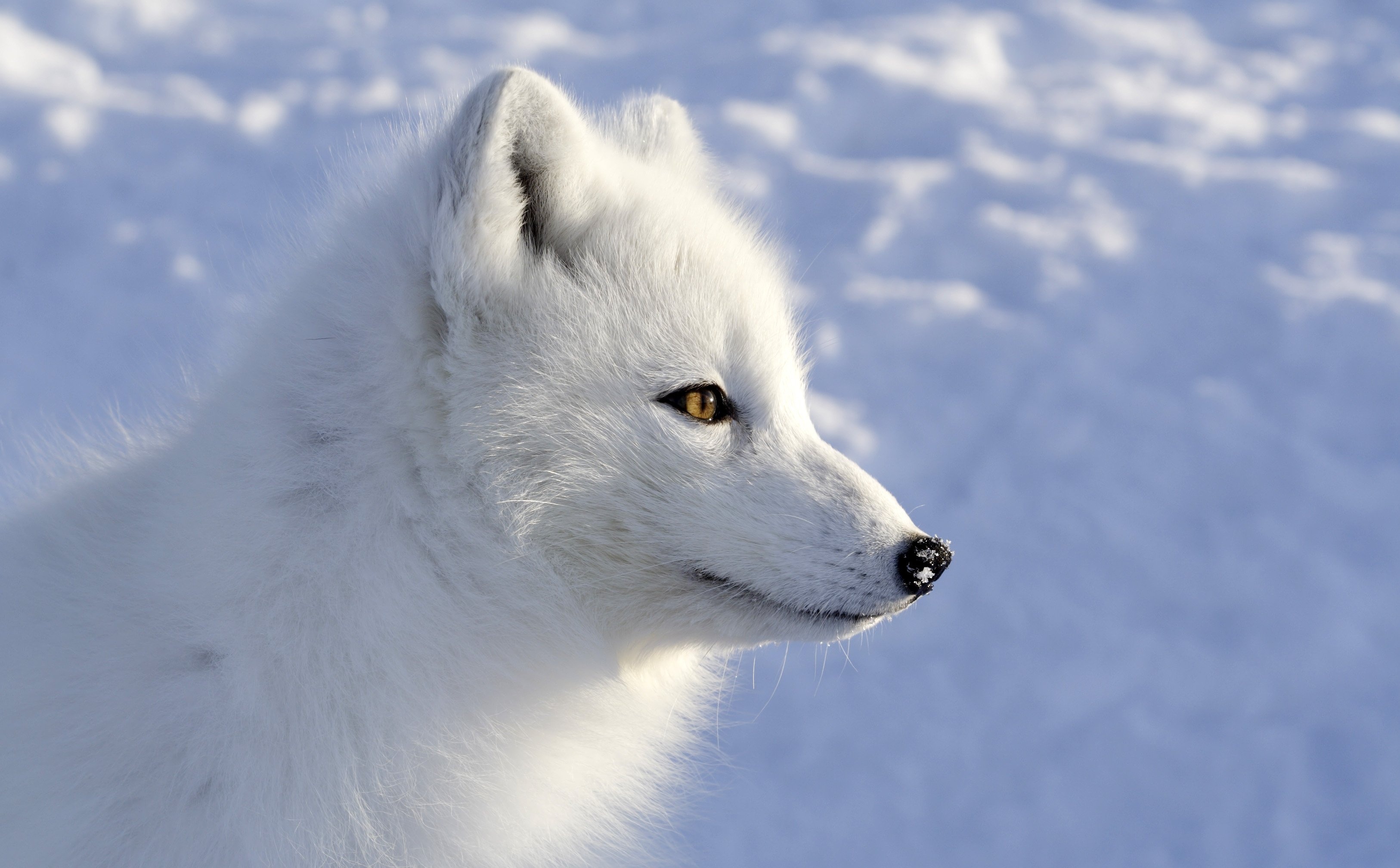 Arctic Fox, Foxes, Wallpaper, 467006, 3260x2020 HD Desktop