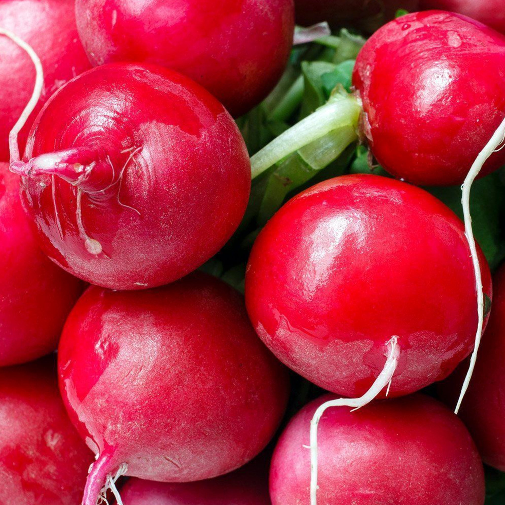 Radish champion, Plantnmore, Food, 2050x2050 HD Phone