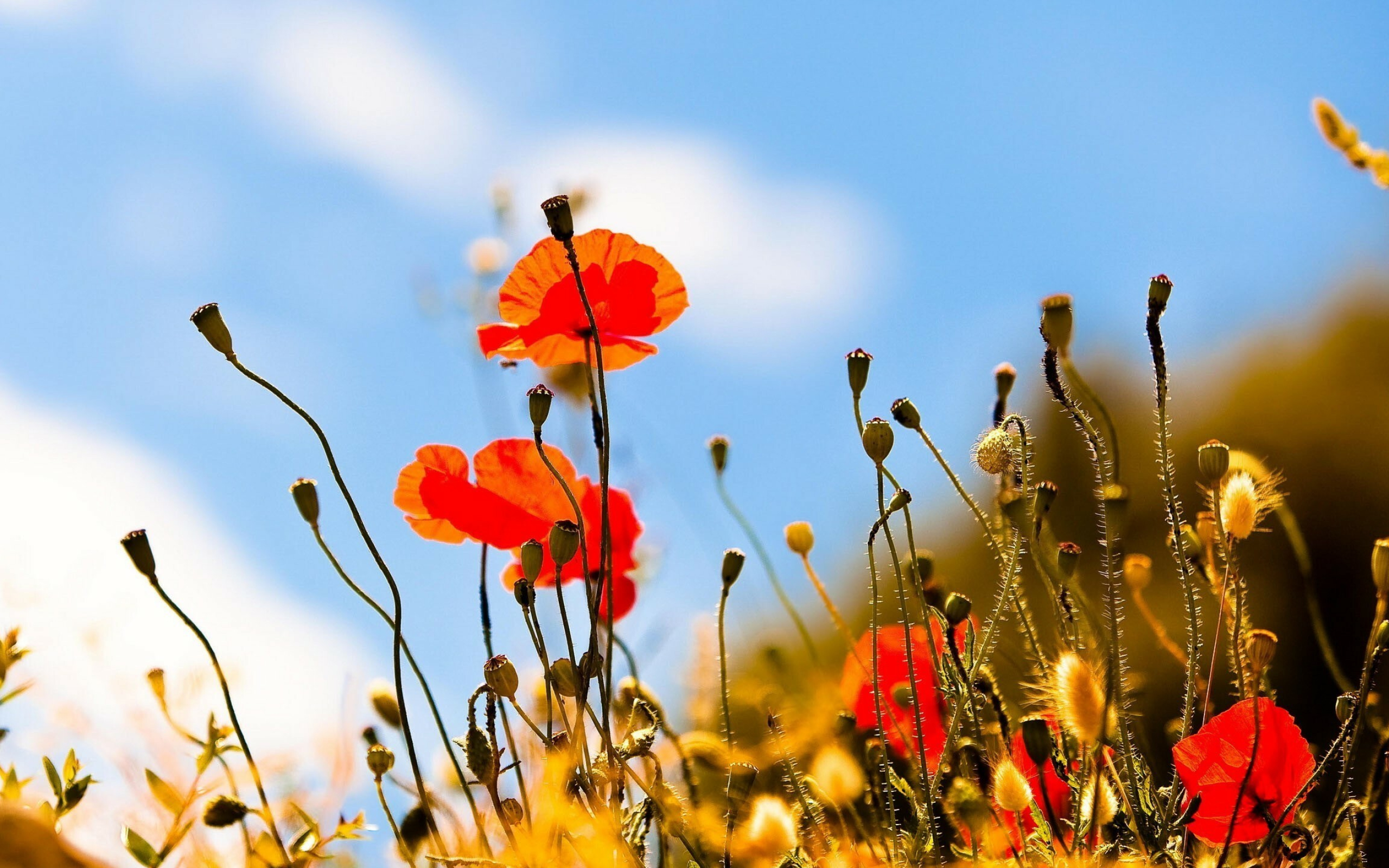 Poppy Flower, Poppies 2 wallpaper, Flower wallpapers, Nature backdrop, 2560x1600 HD Desktop