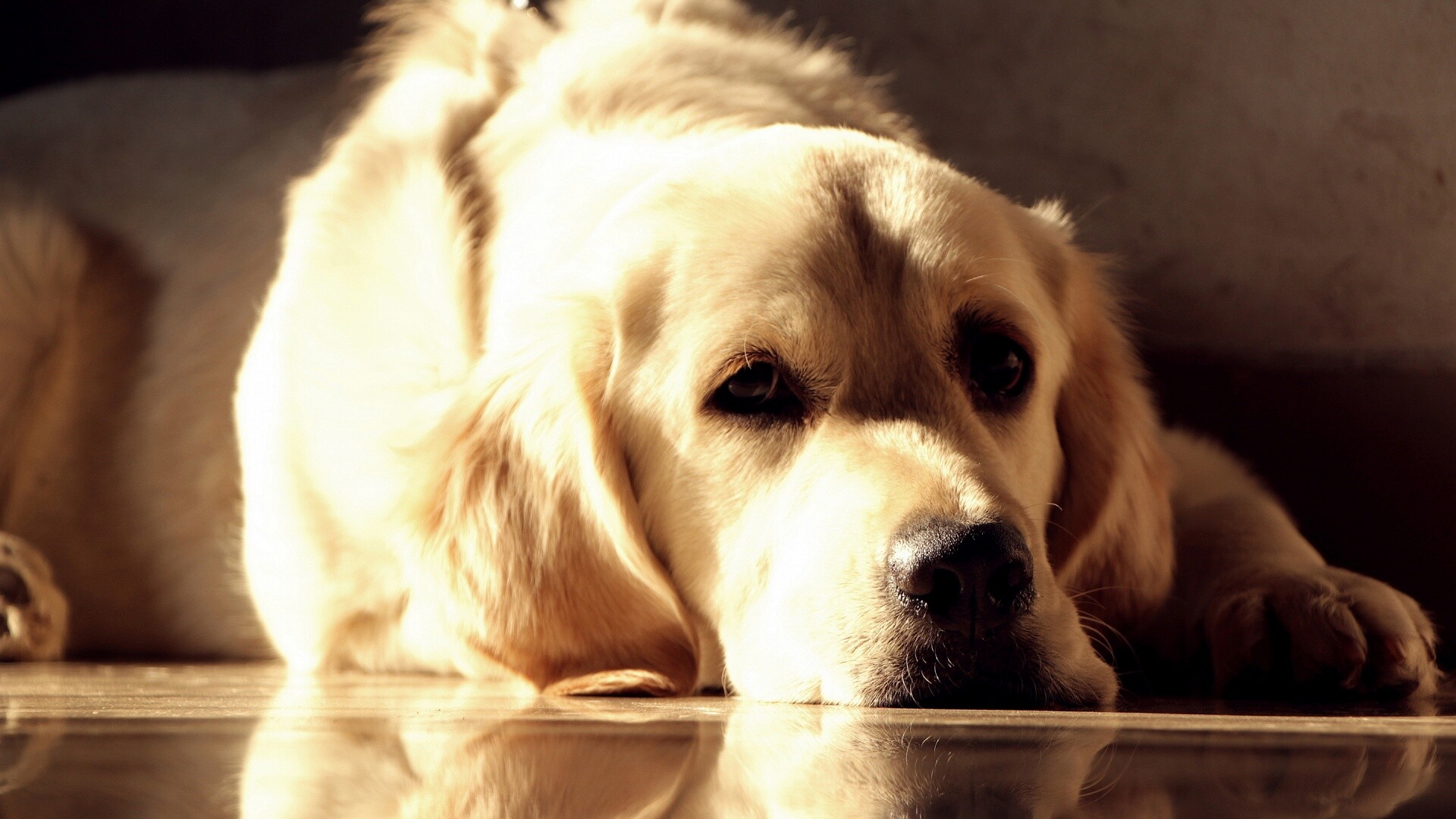 Labrador dog, Beautiful breed, Wallpaper 17, 1920x1080 Full HD Desktop