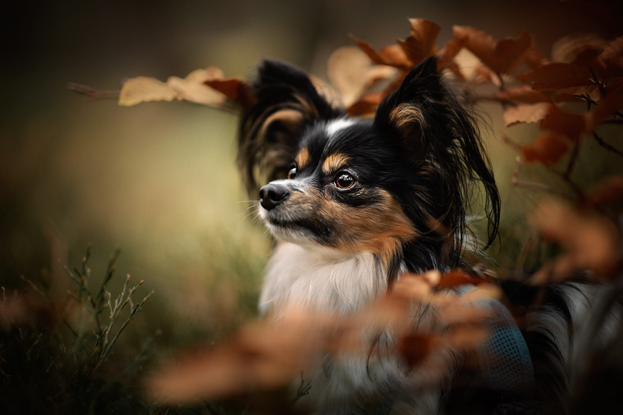 Papillon Dog, Majestic charm, Detailed wallpaper, HD image, 2000x1340 HD Desktop