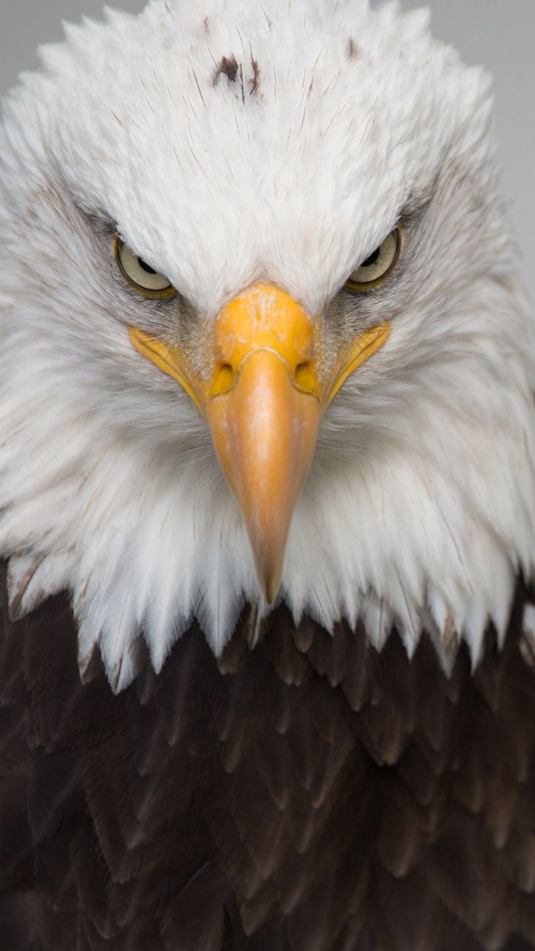 Bald Eagle, Mobile wallpaper, Weikopfadler art, Majestic bird, 1080x1920 Full HD Phone