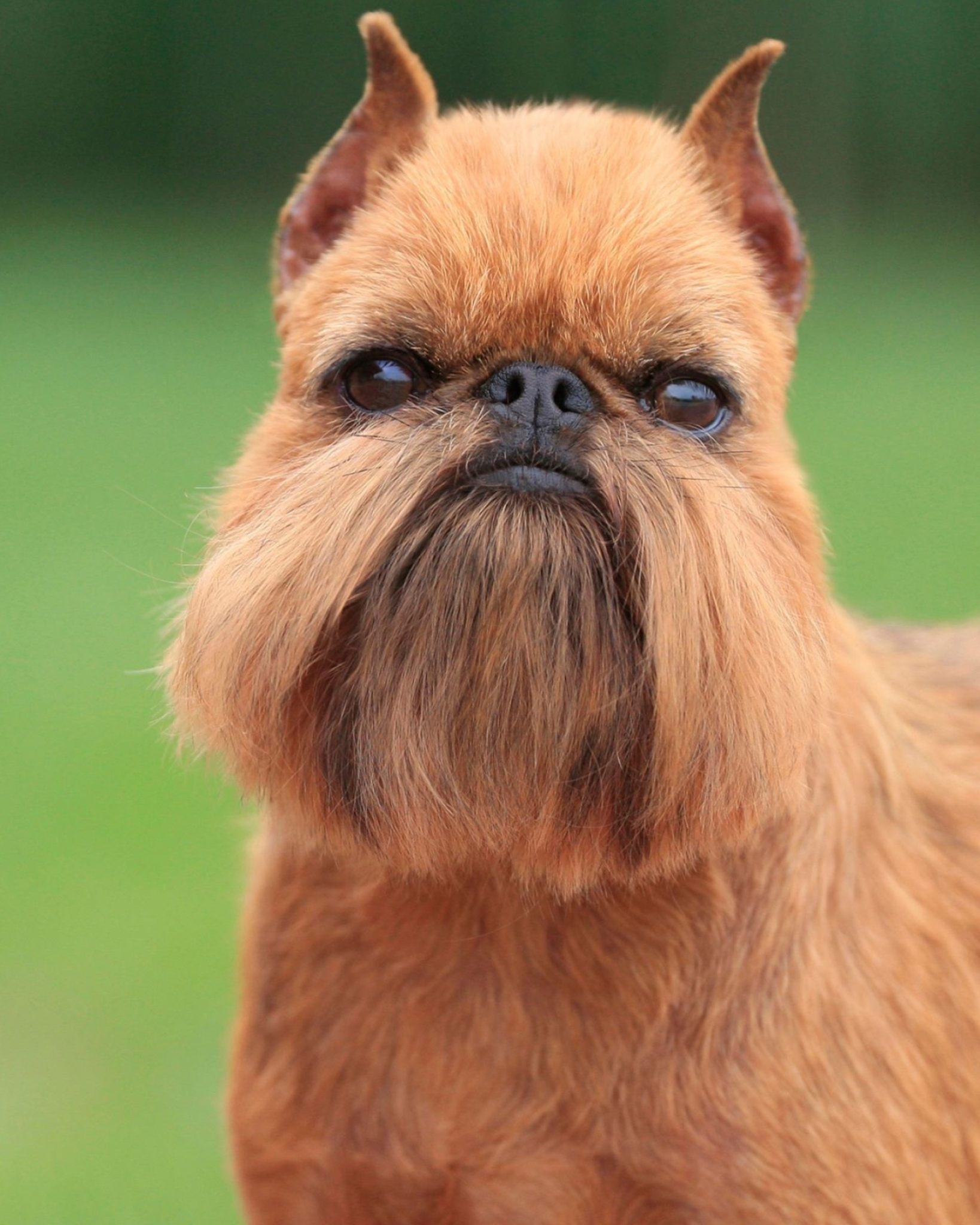 Brussels Griffon, American Brussels Griffon Association, National Specialty, Dog show winner, 1640x2050 HD Phone