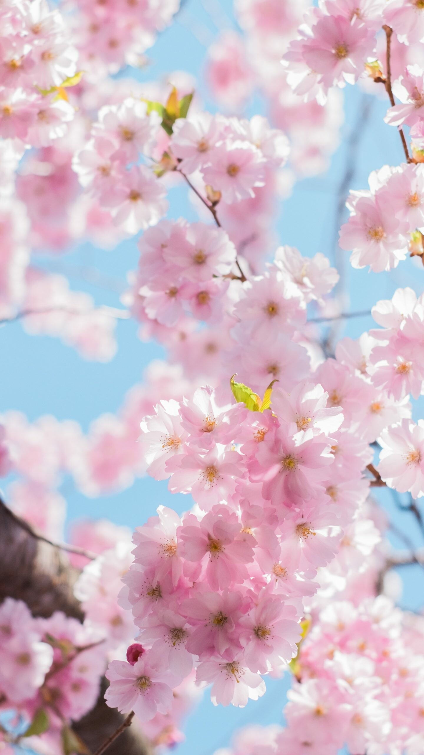 Hanami in 4K, Blossoming beauty, Spring scenery, Mesmerizing wallpaper, 1440x2560 HD Phone